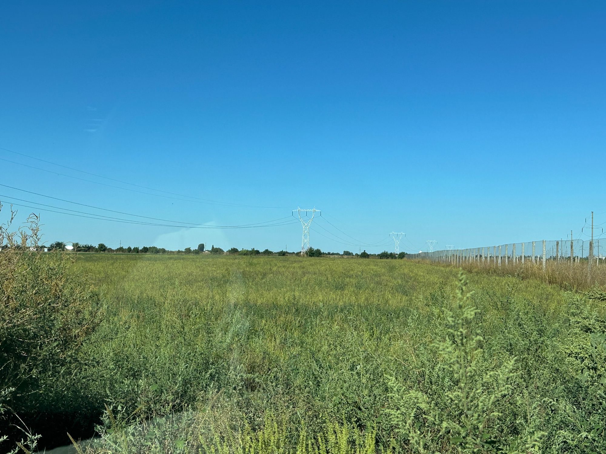 Ambrozie in Cazasu, Comuna Cazasu, Județul Brăila - IMG_7116.jpeg