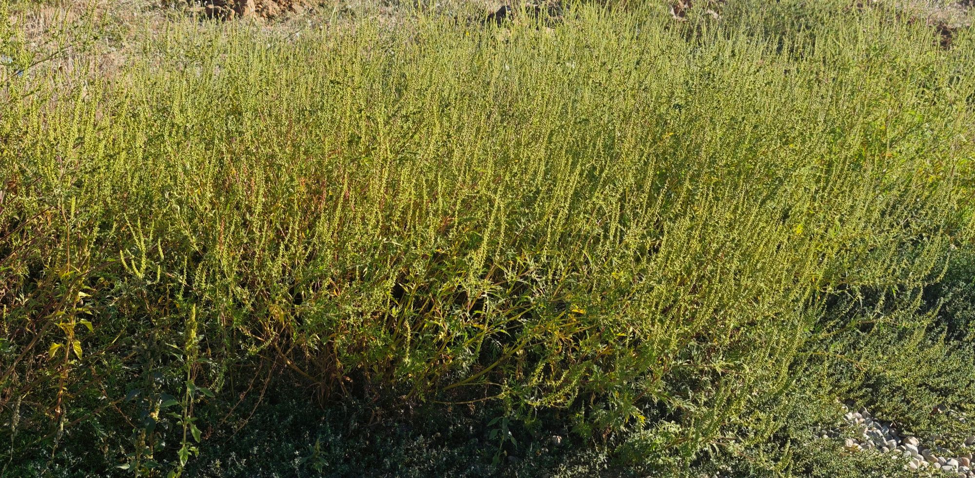 Ambrozie in Strada Lalelelor 35G, Preajba, Comuna Malu Mare, Județul Dolj - IMG_20250923_163914.jpg