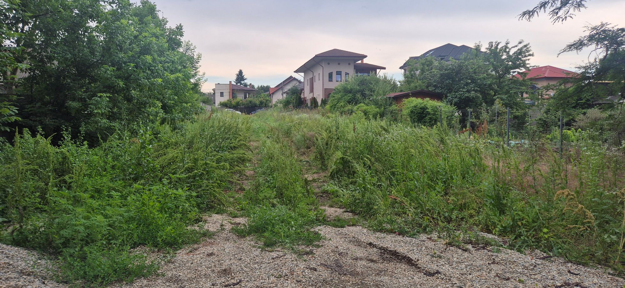 Ambrozie in Strada Basculei 20C, Mogoșoaia, Comuna Mogoșoaia, Județul Ilfov - 20260610_185523.jpg