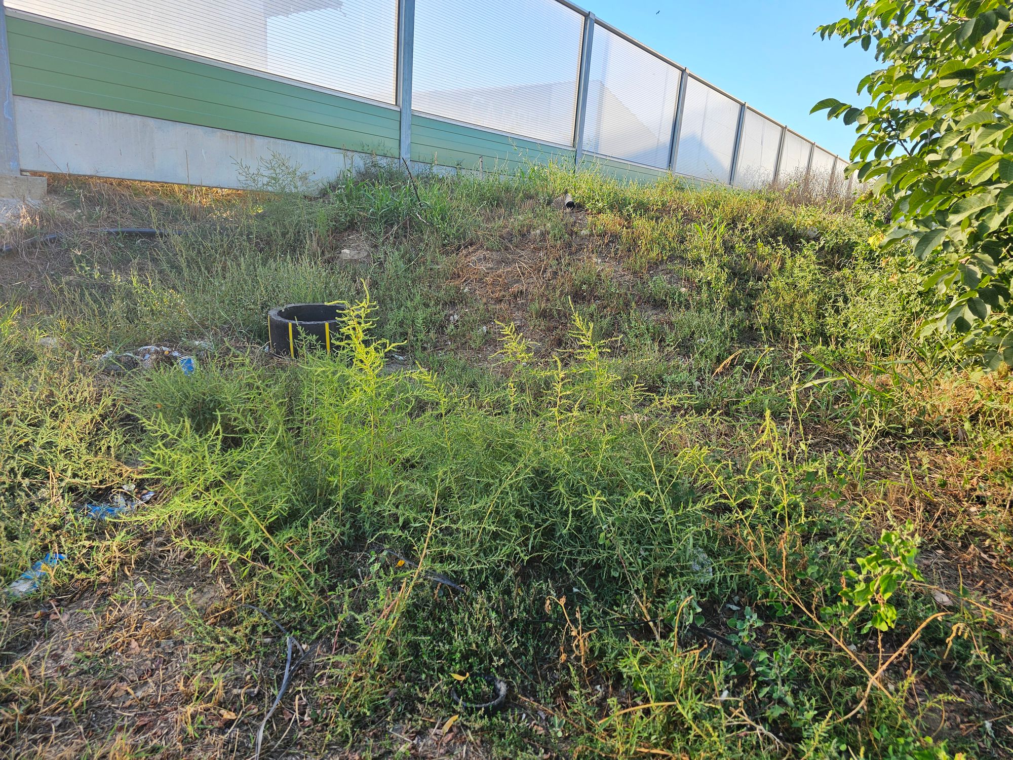 Ambrozie in Strada Trandafirilor 82, Lumina, Comuna Lumina, Județul Constanța - 20250921_171518.jpg