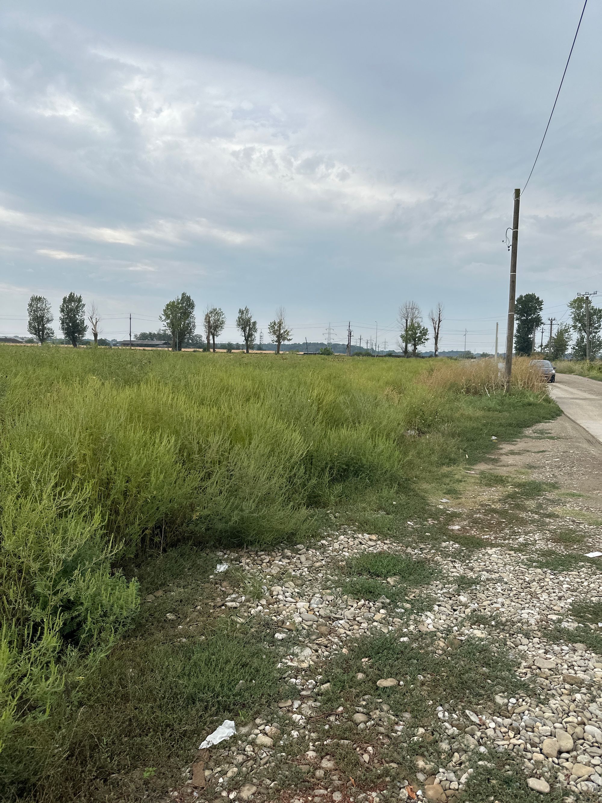 Ambrozie in Strada Poet George Țărnea 3, Pantelimon, Oraș Pantelimon, Județul Ilfov