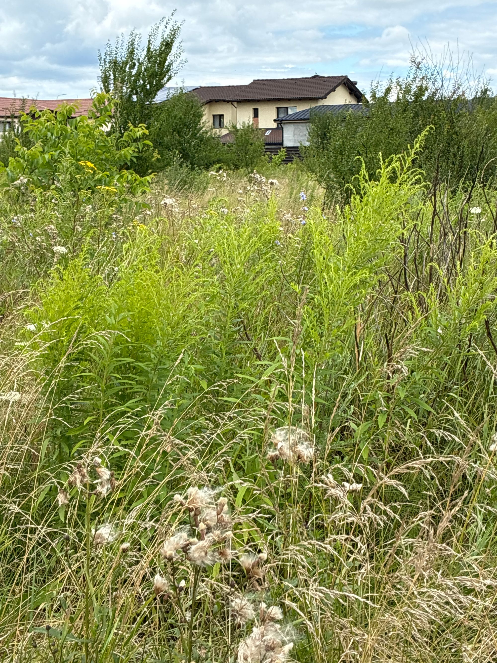 Ambrozie in Strada Lucian Blaga 7, Sânpetru, Comuna Sânpetru, Județul Brașov - image.jpg