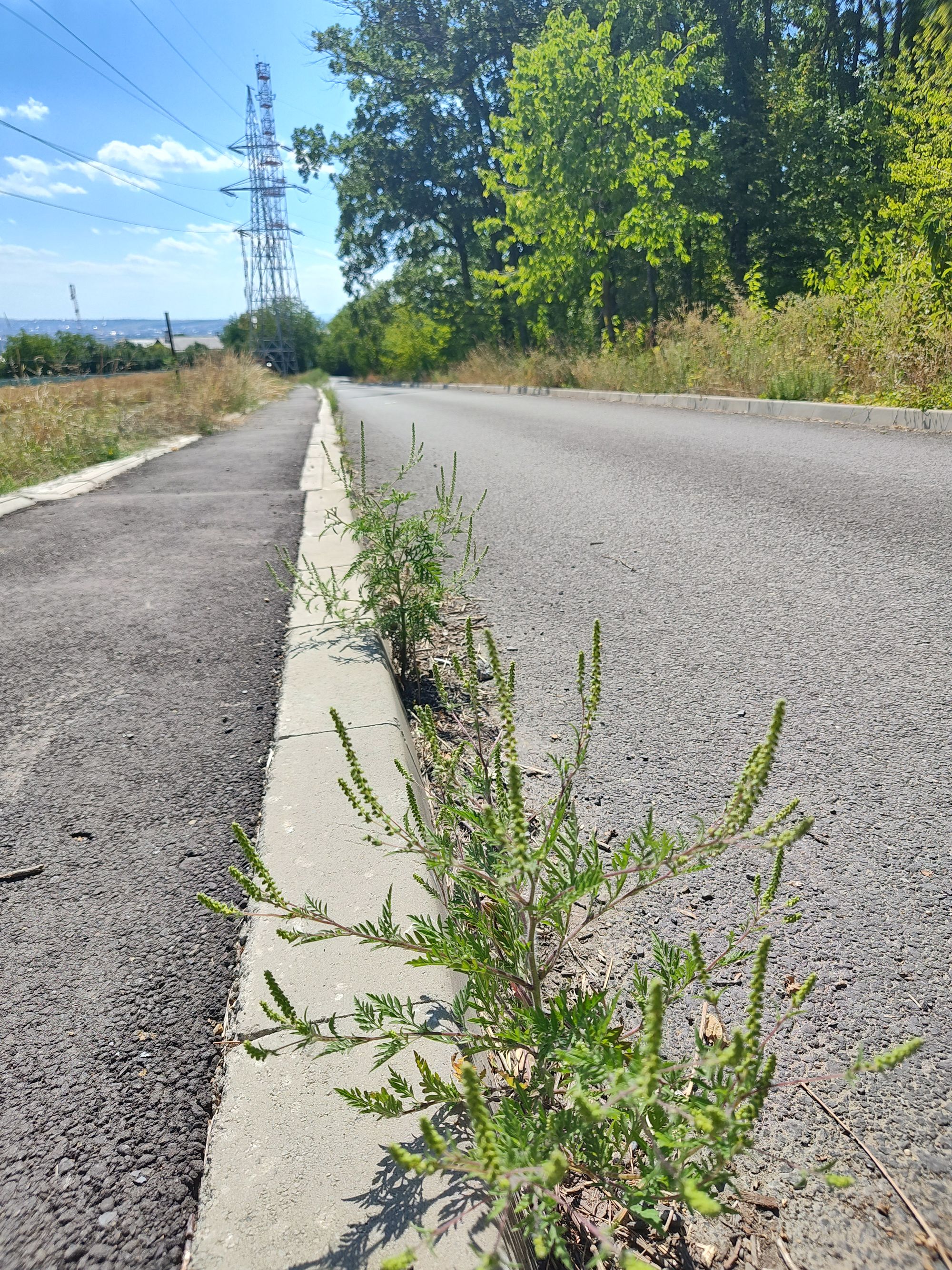 Ambrozie in Strada Ștefan Luchian, Suceava, Municipiu Suceava, Județul Suceava - 1000057361.jpg