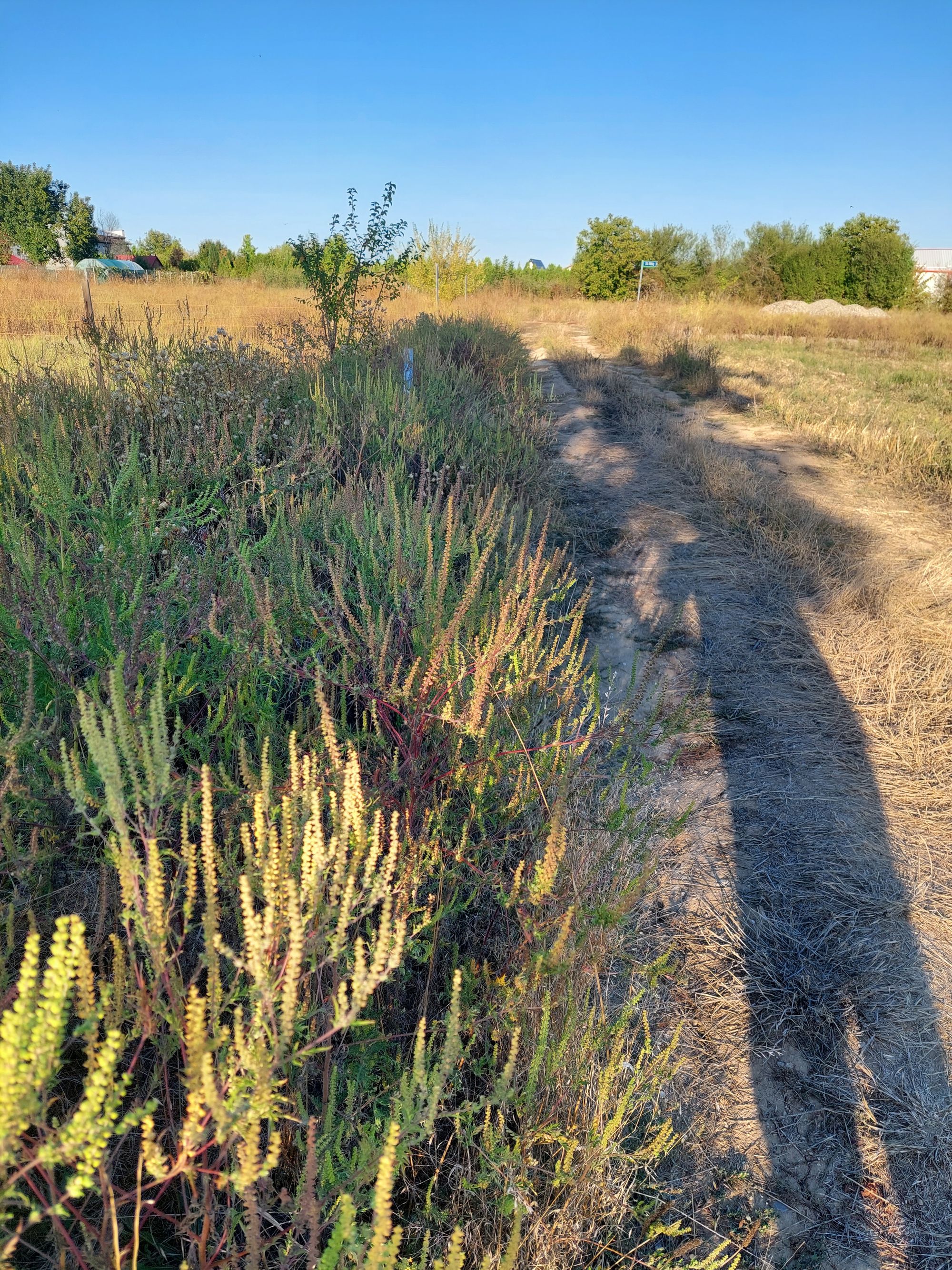 Ambrozie in Ghermănești, Comuna Snagov, Județul Ilfov