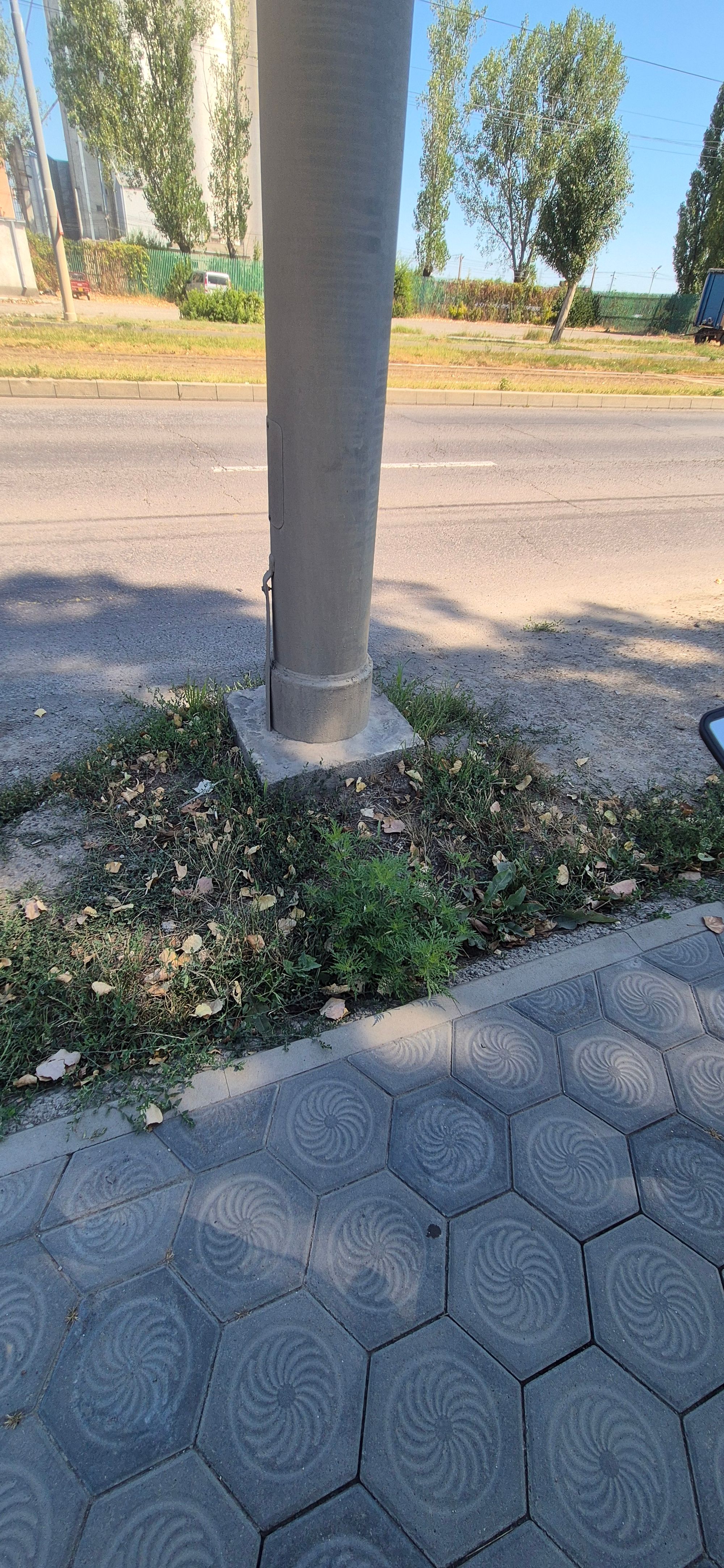 Ambrozie in Iași, Municipiu Iași, Județul Iași