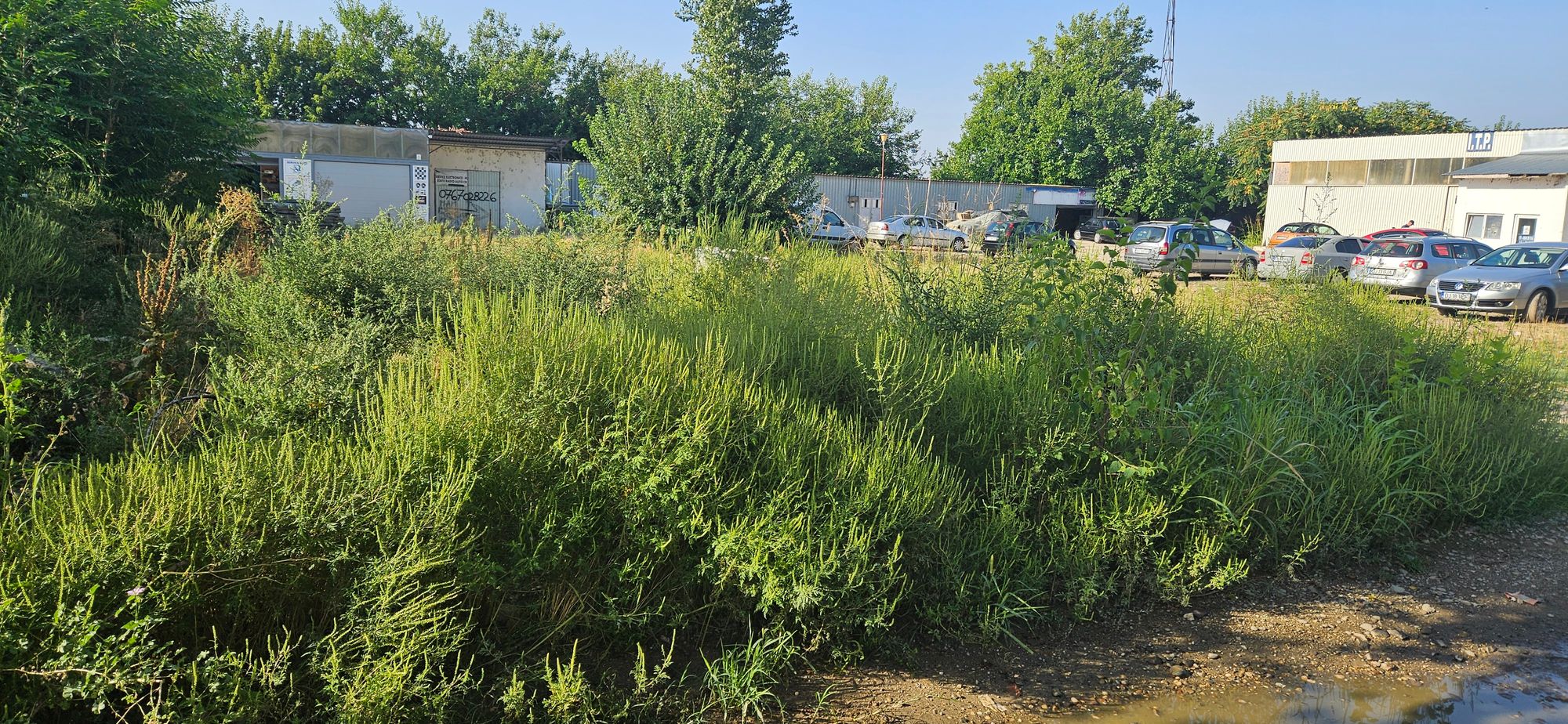 Ambrozie in Bulevardul de Centură 1k, Calafat, Municipiu Calafat, Județul Dolj