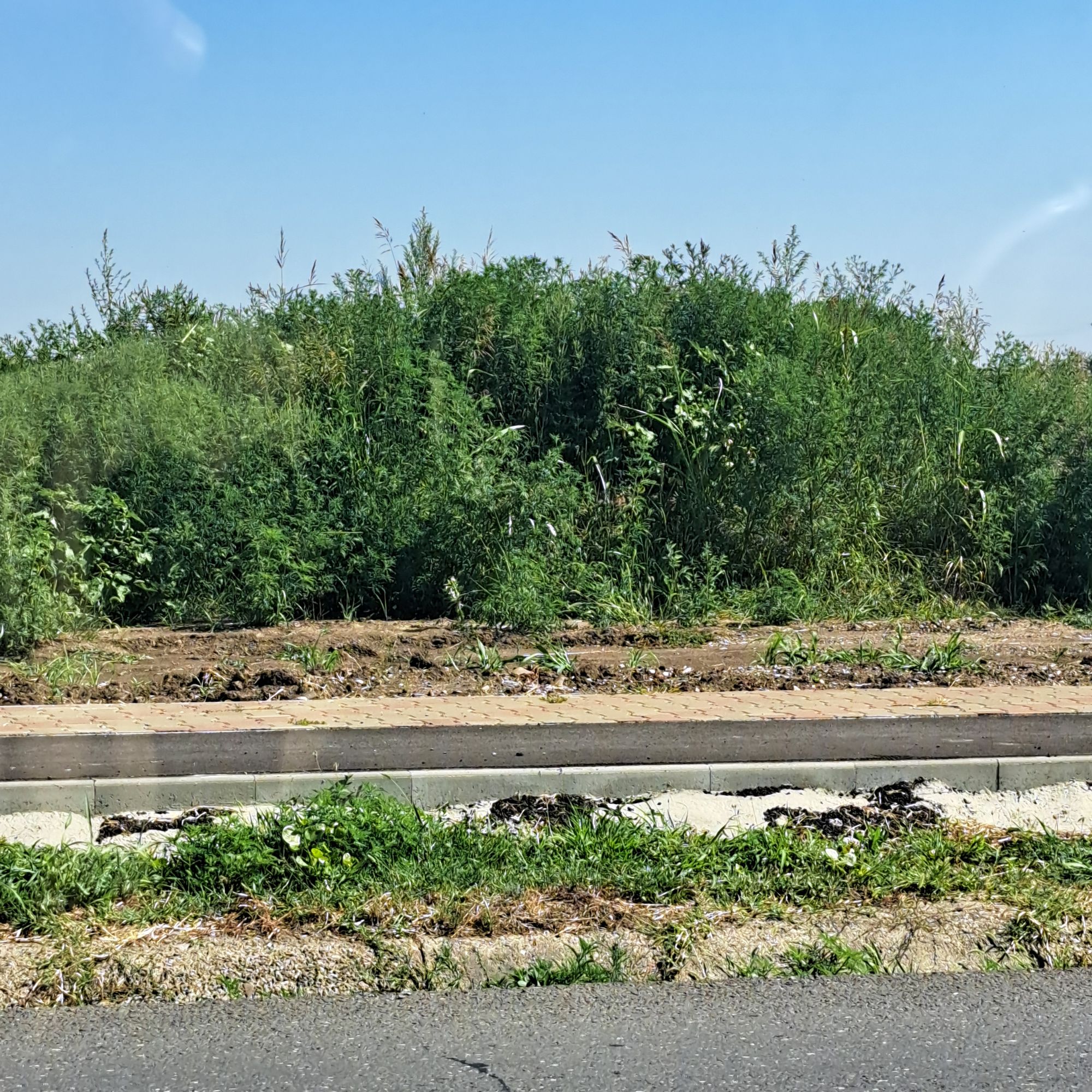 Ambrozie in Strada Națională 275, Iași, Oraș Podu Iloaiei, Județul Iași - 20260803_104810.jpg