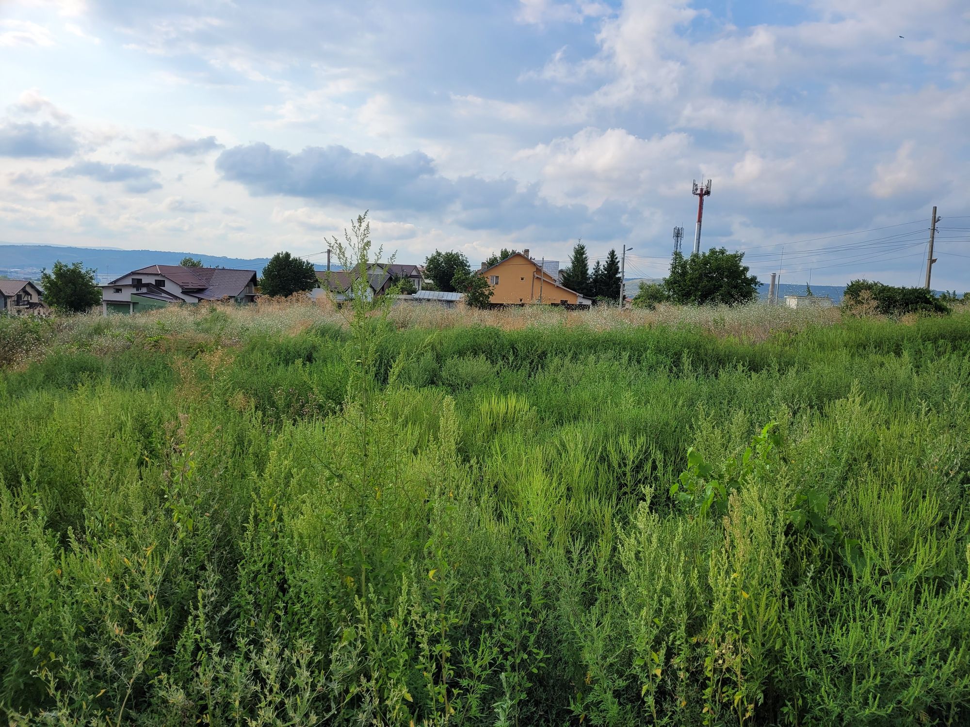 Ambrozie in Str. Ciorchinilor 15, Valea Lupului, Comuna Valea Lupului, Județul Iași - 20250811_085759.jpg