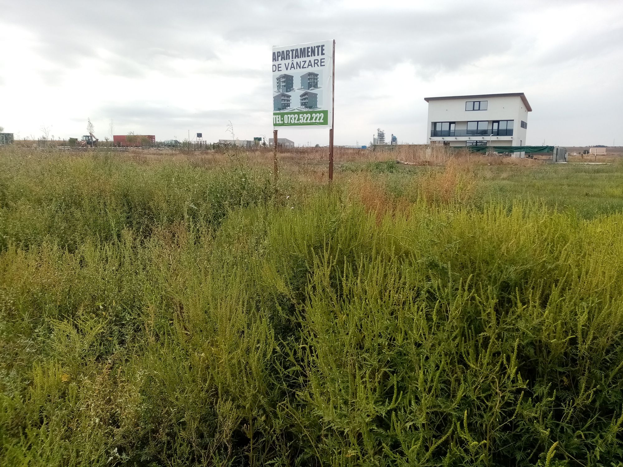 Ambrozie in Strada Castanilor 1, Ovidiu, Oraş Ovidiu, Județul Constanța - IMG_20230831_115024.jpg