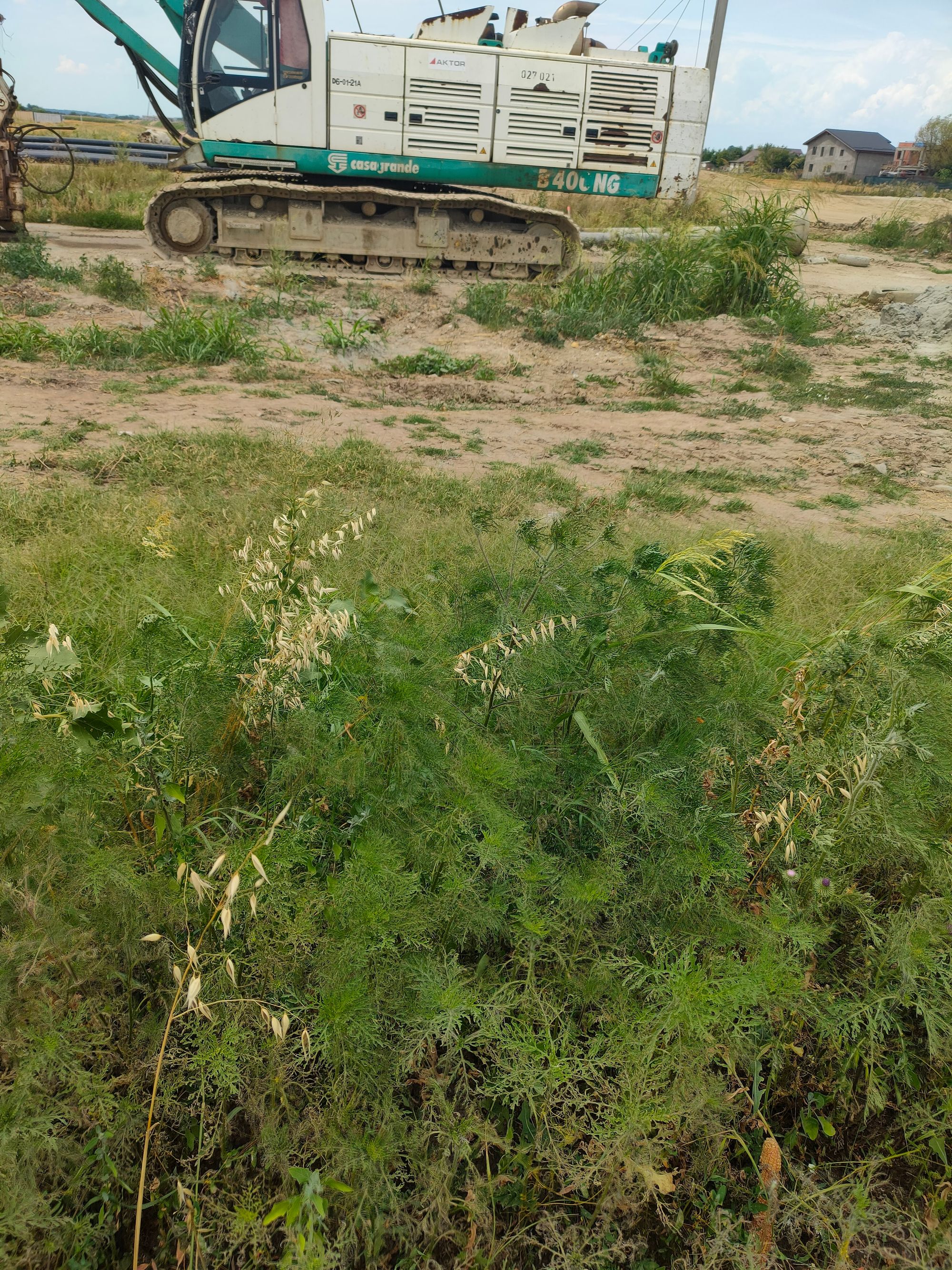 Ambrozie in Comuna Domnești, Județul Ilfov - IMG20230720150302.jpg