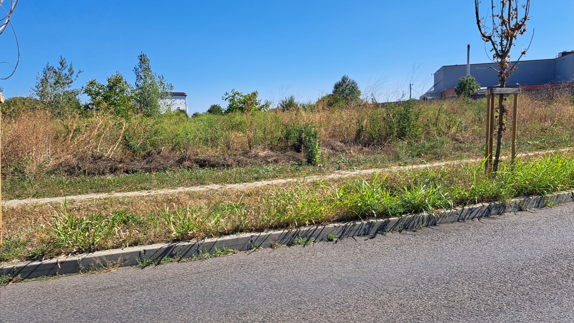 Ambrozie in București, Municipiul București - 20250914_141800.jpg