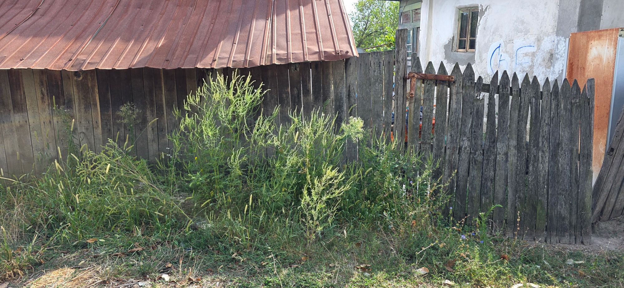 Ambrozie in DN67B 462, Tetoiu, Comuna Tetoiu, Județul Vâlcea