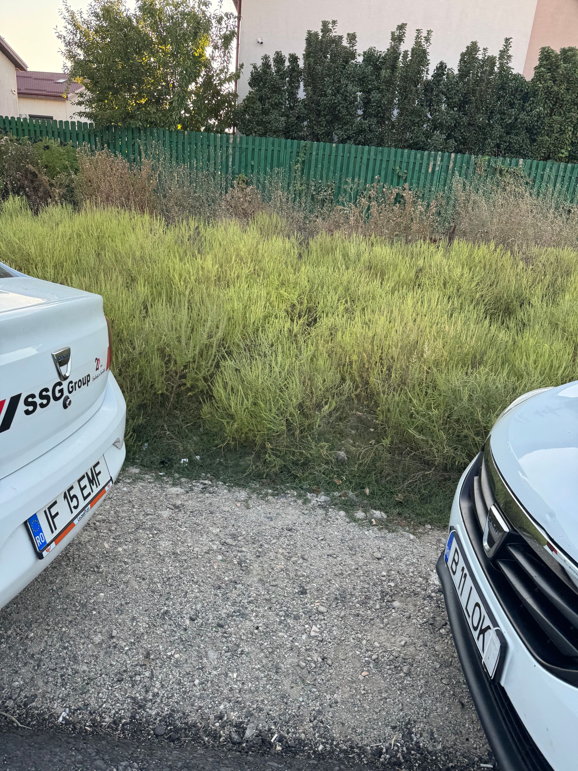 Ambrozie in Cheiul Dâmboviței 22, Popești-Leordeni, Oraş Popeşti Leordeni, Județul Ilfov - IMG_2130.jpeg