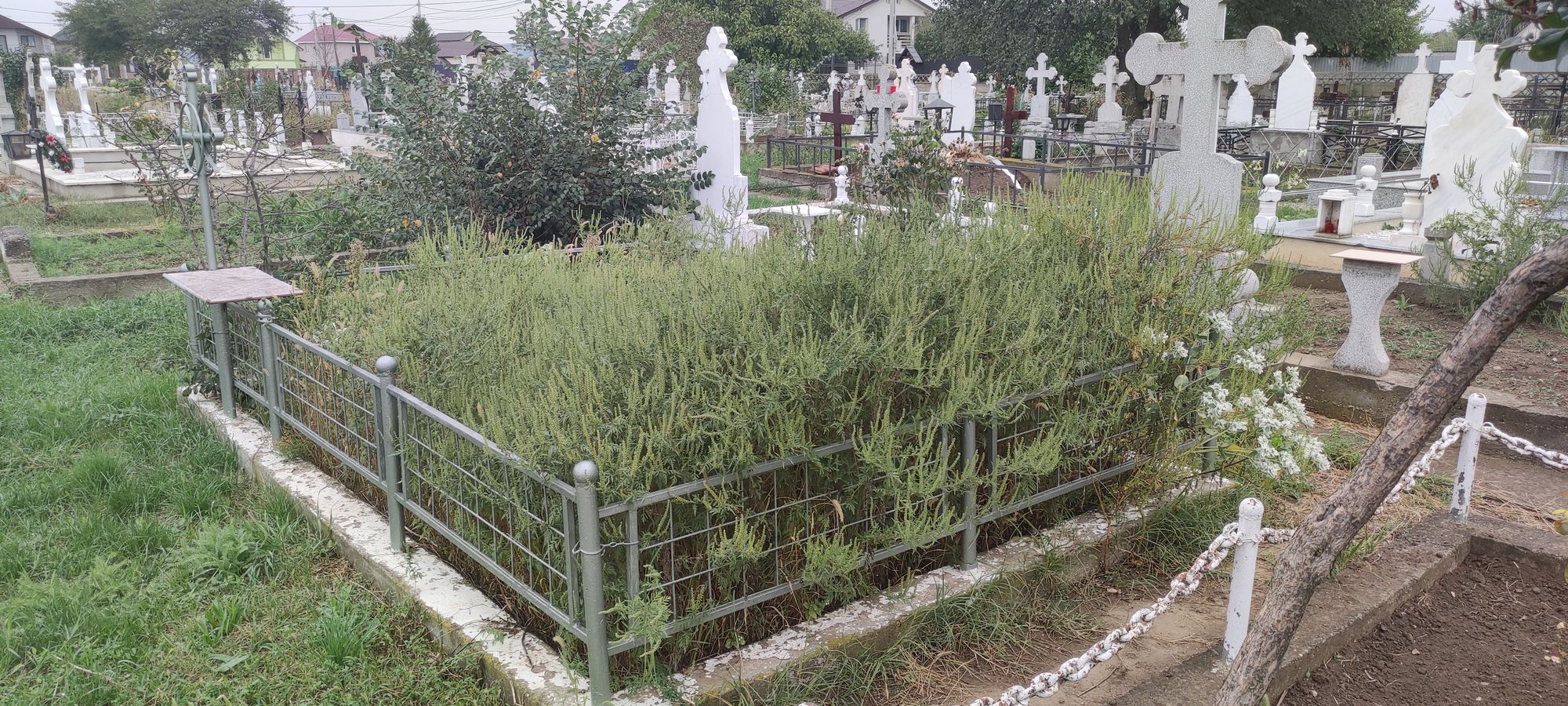 Ambrozie in Adjudu Vechi, Municipiu Adjud, Județul Vrancea - 16948750733062419178222809119715.jpg
