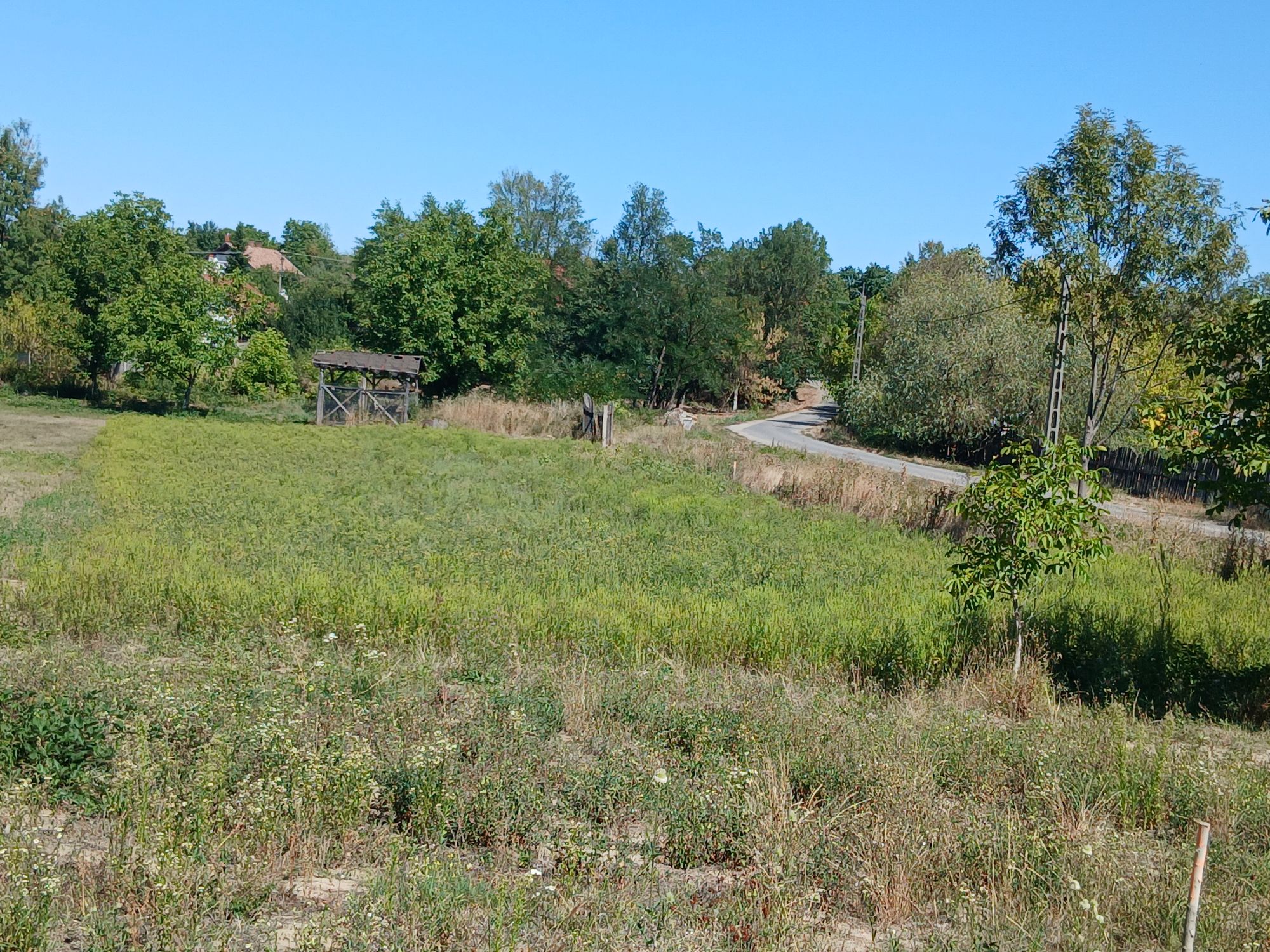 Ambrozie in Straße Lipo 41, Viile Satu Mare, Comuna Viile Satu Mare, Județul Satu Mare - 1000006677.jpg