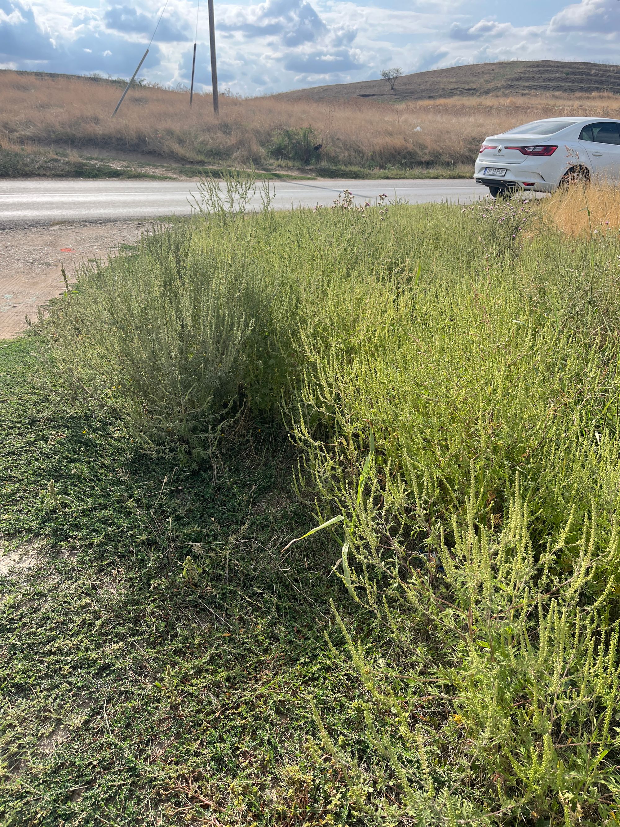 Ambrozie in Poroschia, Comuna Poroschia, Județul Teleorman - image.jpg