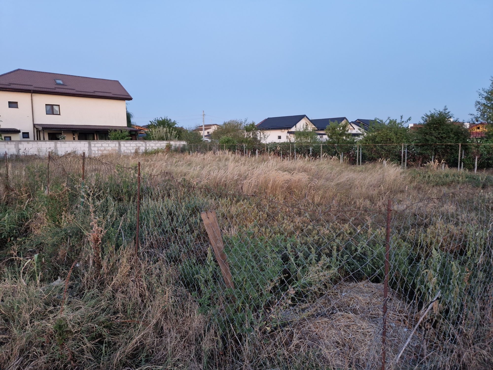 Ambrozie in Str. Mierlei 12a, Clinceni, Comuna Clinceni, Județul Ilfov - 20230827_202154.jpg