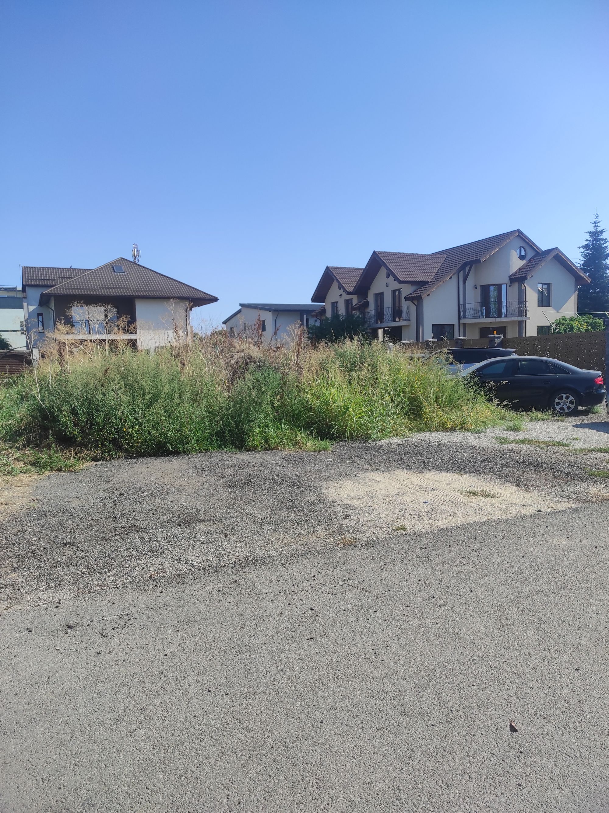 Ambrozie in Aleea Taifunului 17, București, Municipiul București - IMG_20230827_102100.jpg