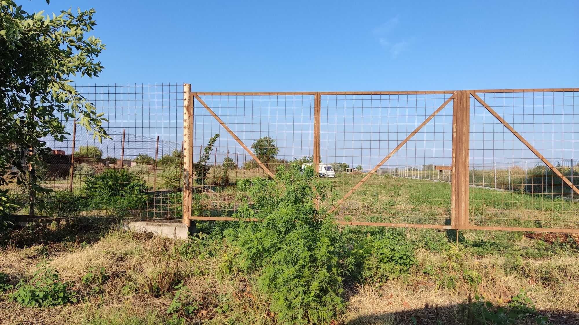 Ambrozie in Costi, Vanatori, Galați - IMG_20230723_183502.jpg