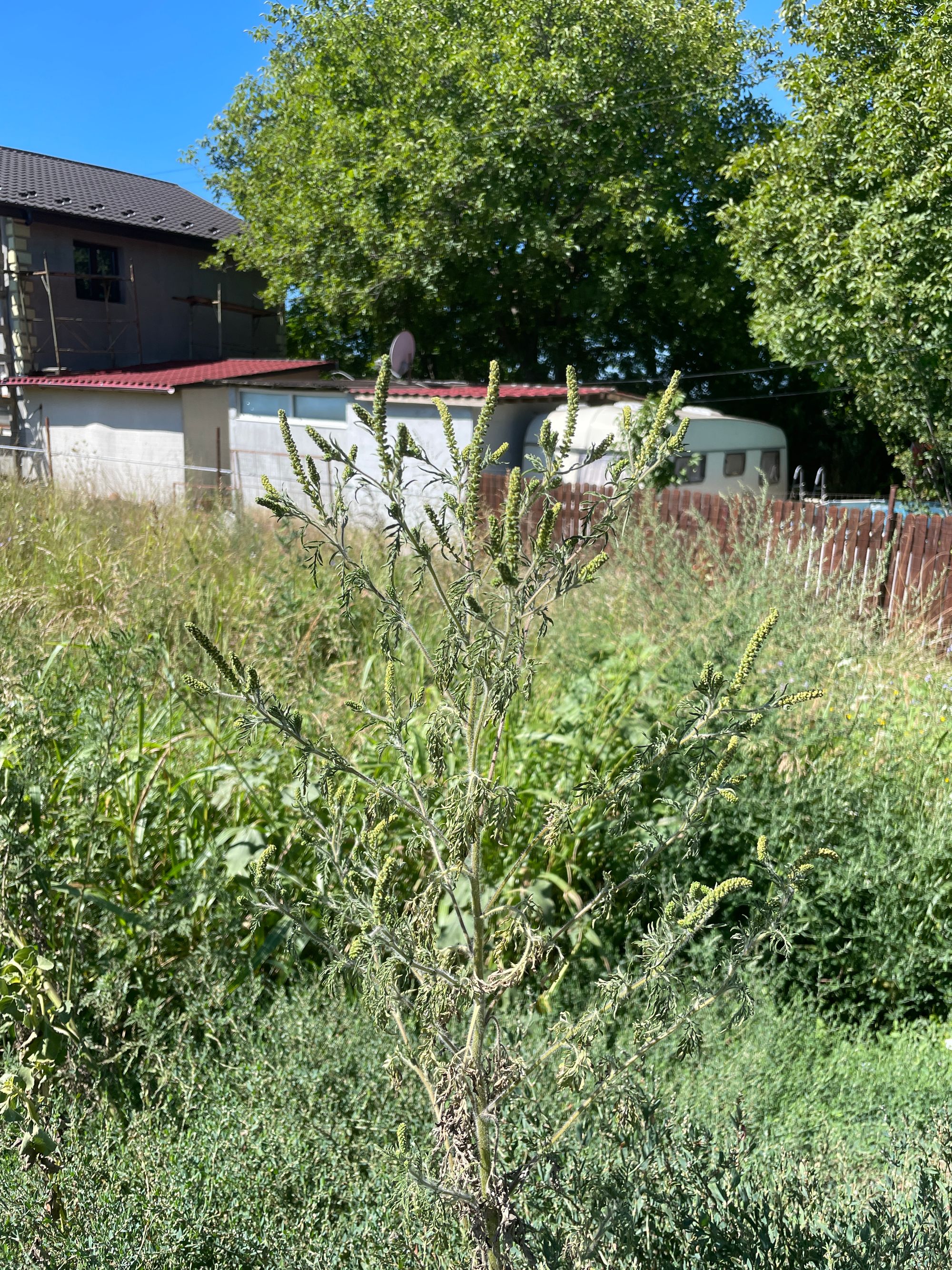 Ambrozie in Strada Mare 119, Ciorogârla, Comuna Ciorogârla, Județul Ilfov - IMG_5186.jpeg
