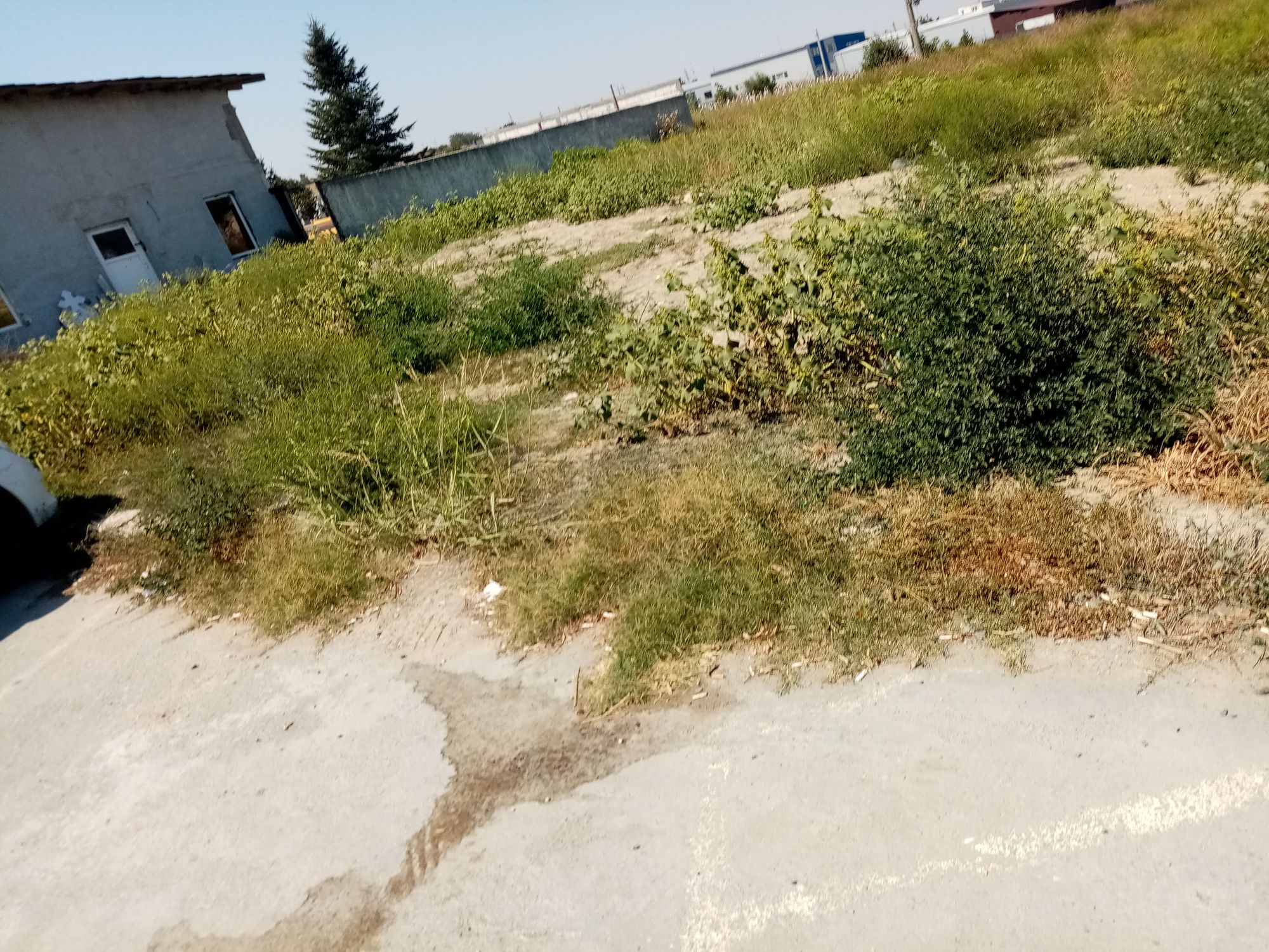 Ambrozie in Strada Portului 30, Ovidiu, Oraş Ovidiu, Județul Constanța - IMG_20230828_131513.jpg