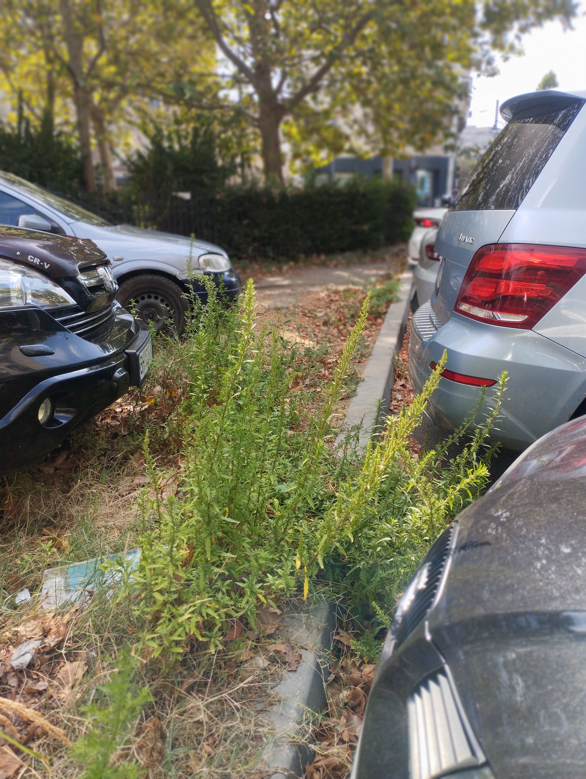 Ambrozie in Strada Cluceru Udricani 1, București, Municipiul București