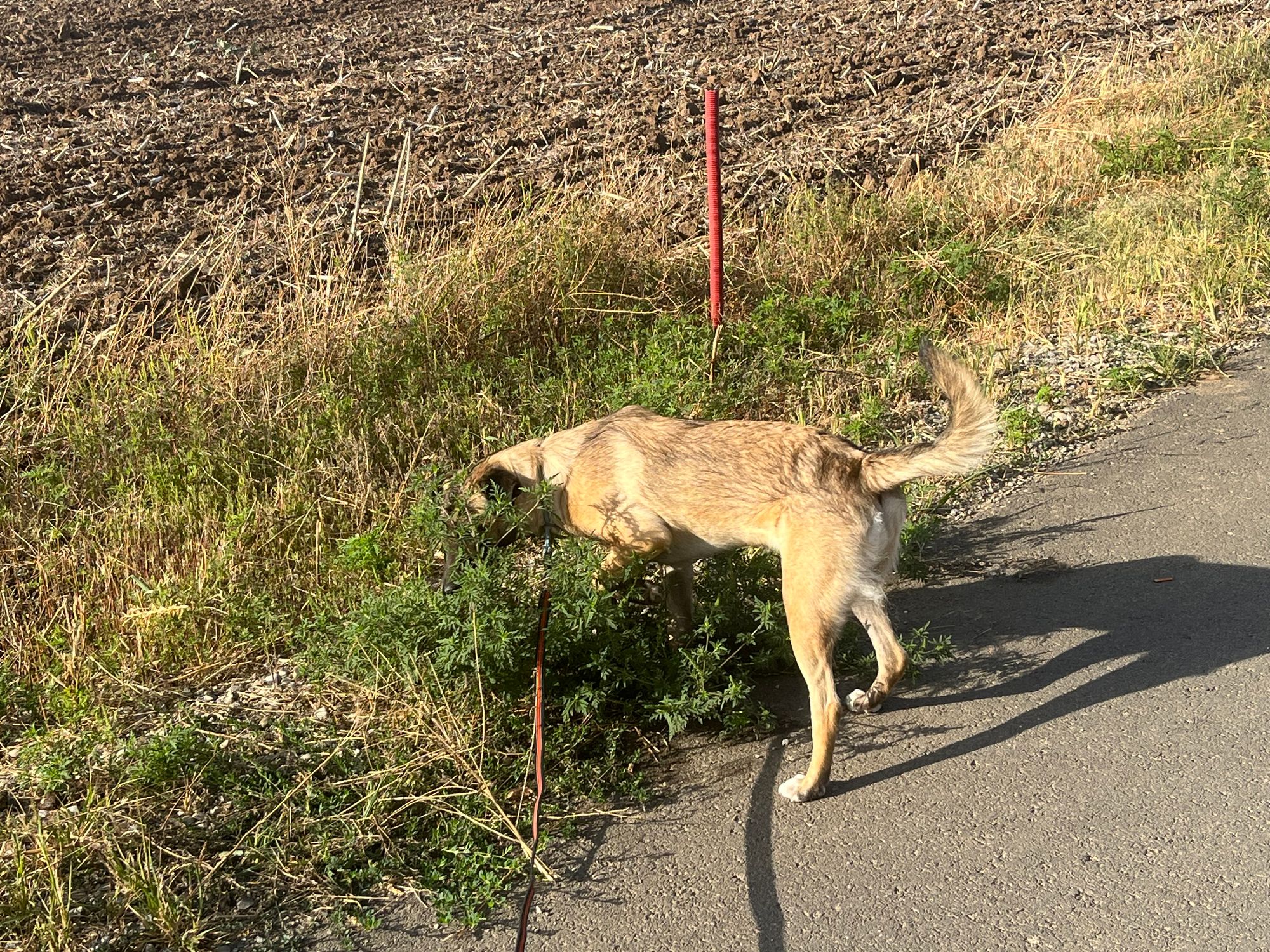 Ambrozie in Strada Zori de Zi 21j, Dumbrăveni, Comuna Balotești, Județul Ilfov