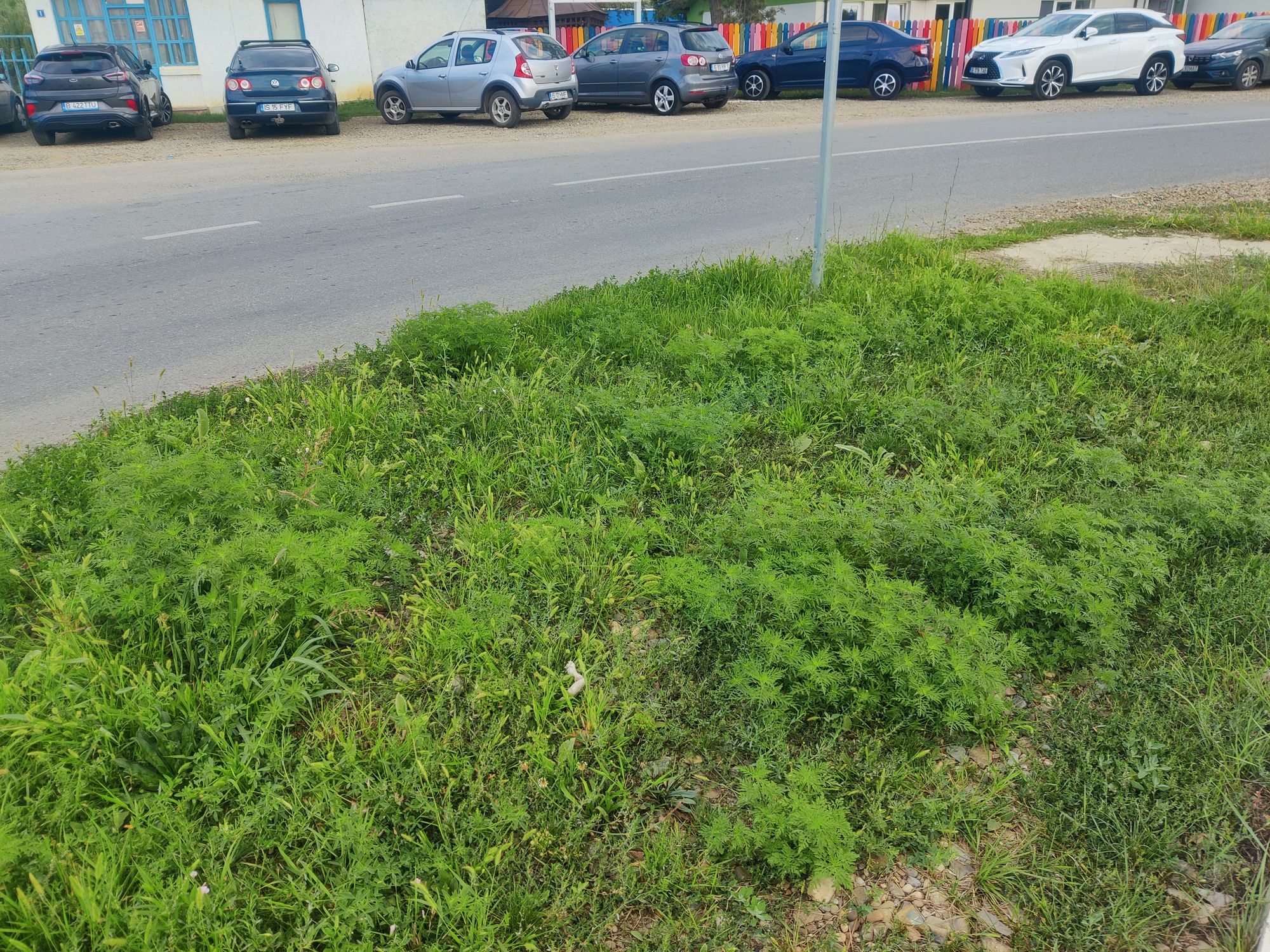 Ambrozie in DJ248C 72, Lunca Cetățuii, Comuna Ciurea, Județul Iași