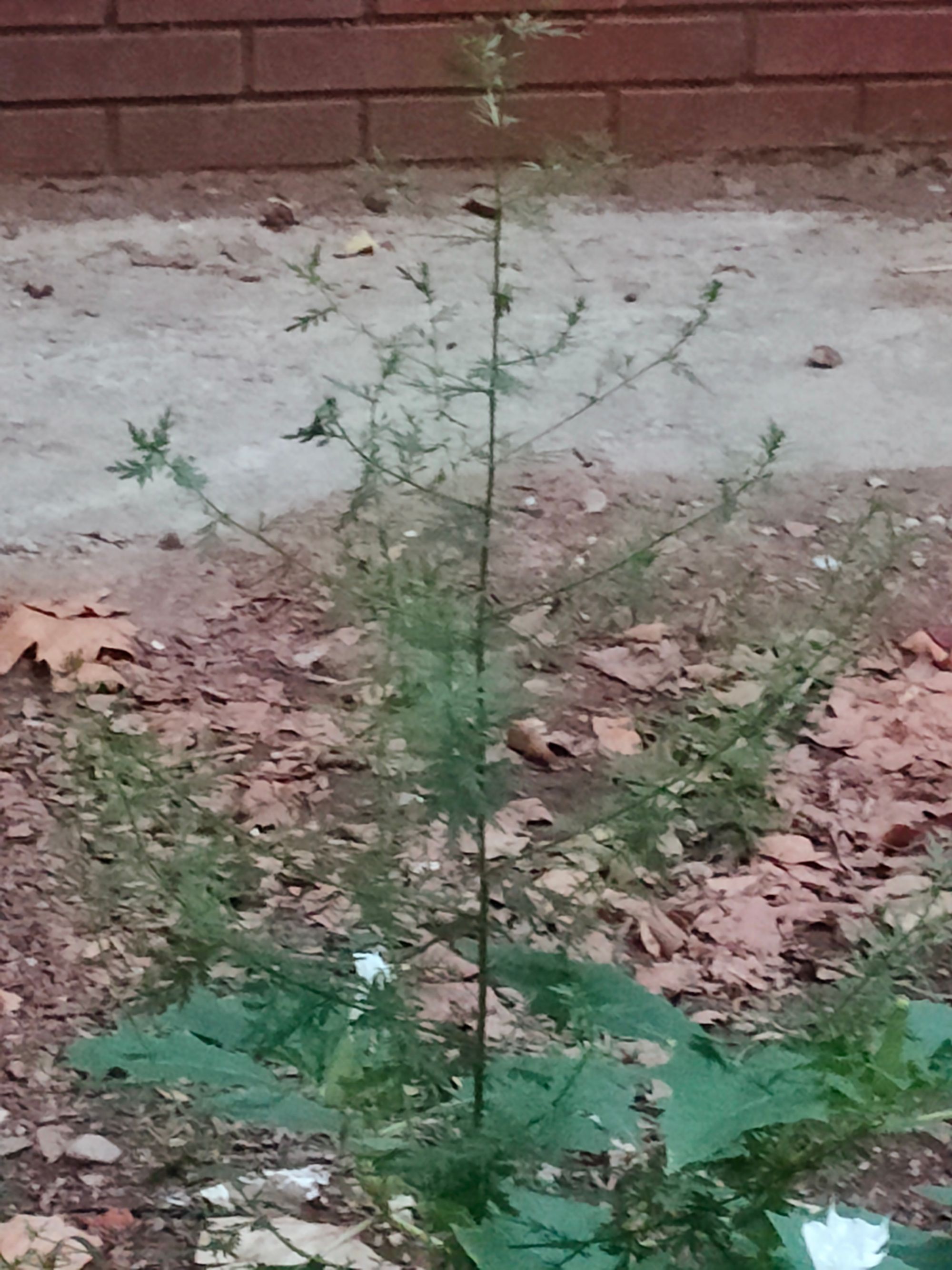 Ambrozie in Bulevardul Constantin Brâncoveanu 6, București, Municipiul București - IMG20230902195832.jpg