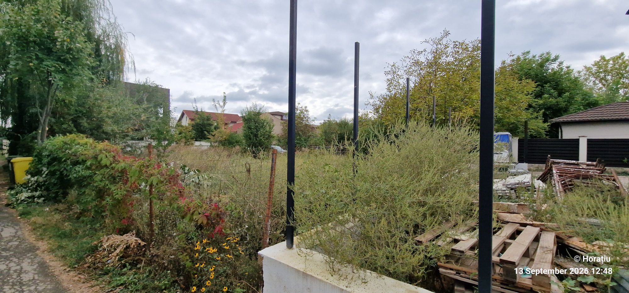 Ambrozie in Strada Traian Vuia 22 (servitutea care duce către Carpaților nr.9), Otopeni, Județul Ilfov - 20260913_124849.jpg