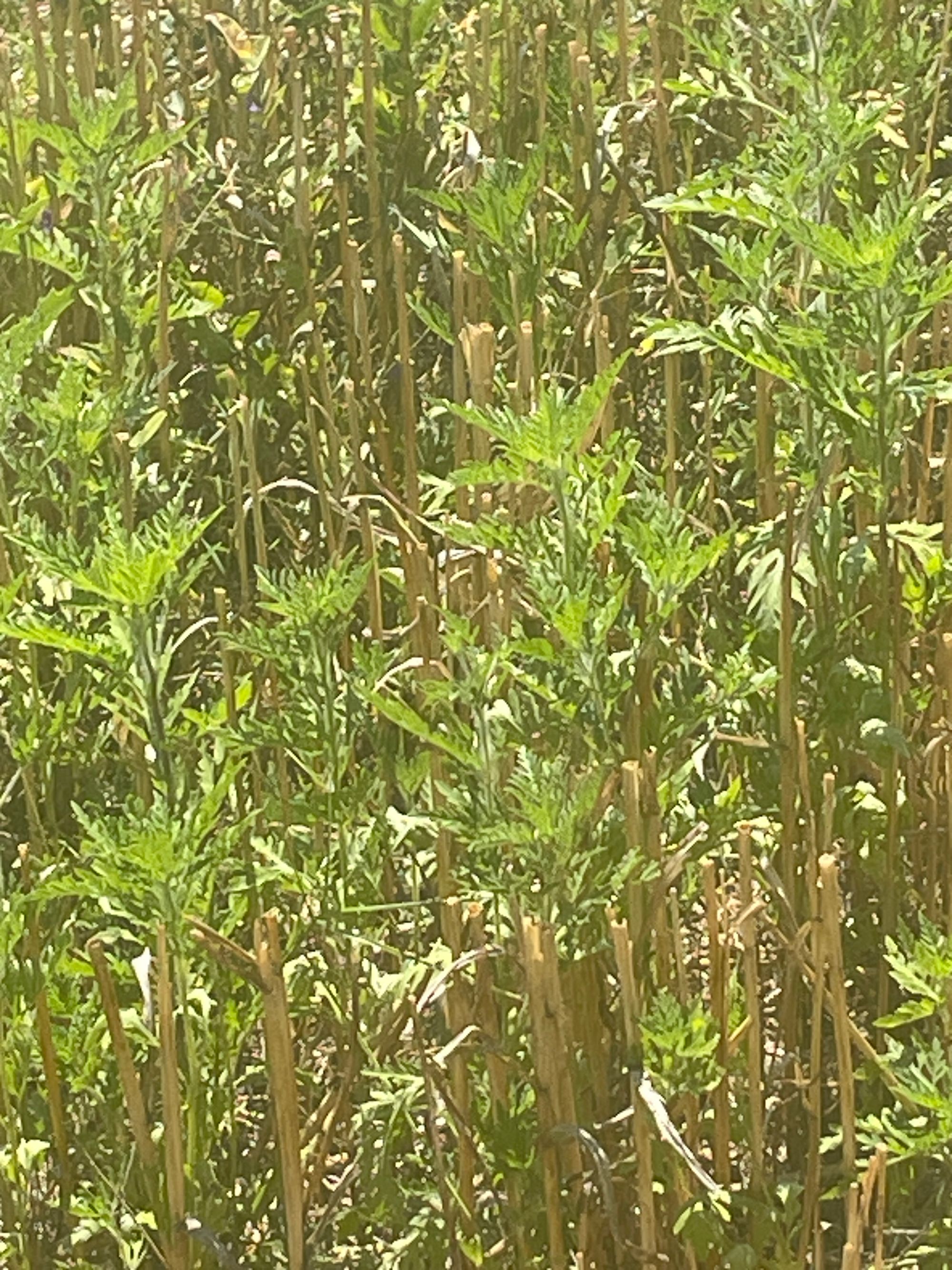 Ambrozie in Strada Poet George Țărnea nr. 7, Pantelimon, Oraş Pantelimon, Județul Ilfov - IMG_2864.jpeg