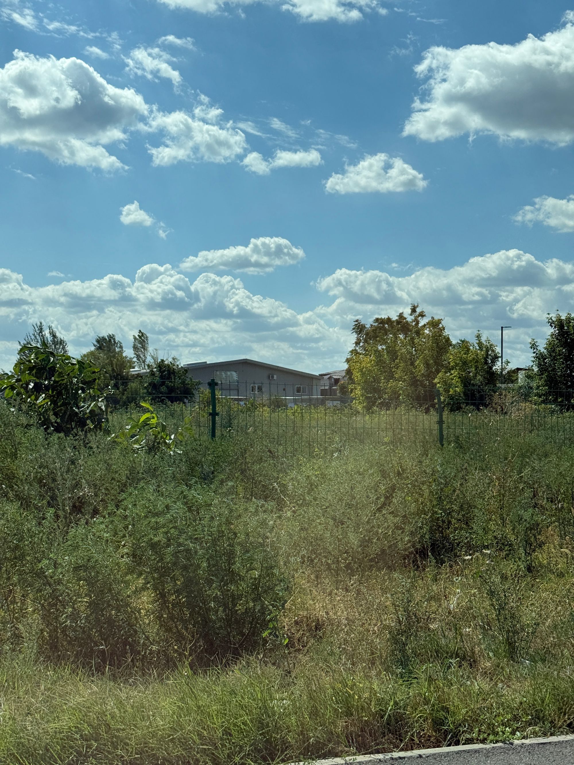 Ambrozie in Șoseaua Odăii 17, București, Municipiul București - IMG_3452.JPG