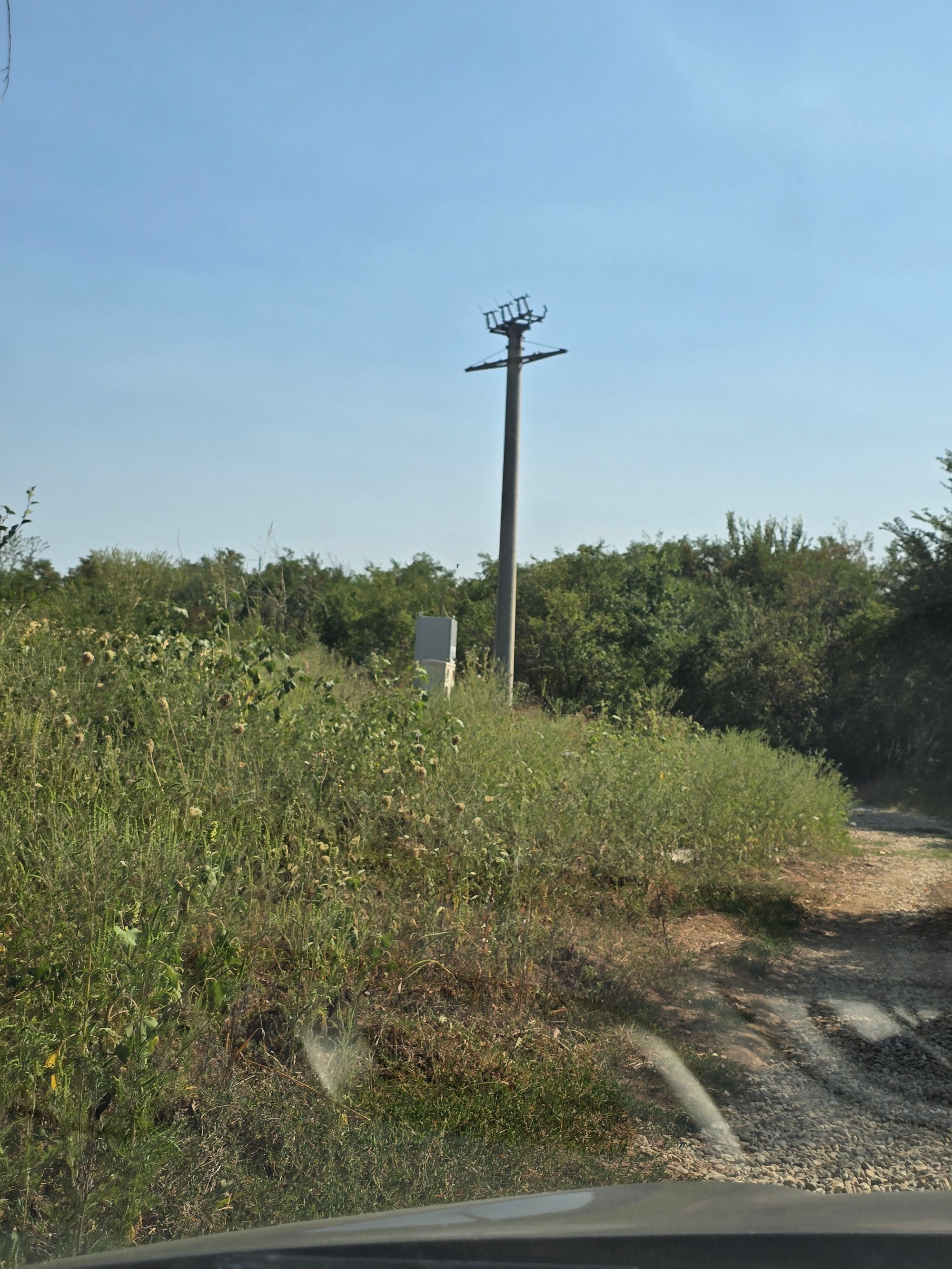 Ambrozie in Str. Alunișului, Ciolpani, Comuna Ciolpani, Județul Ilfov