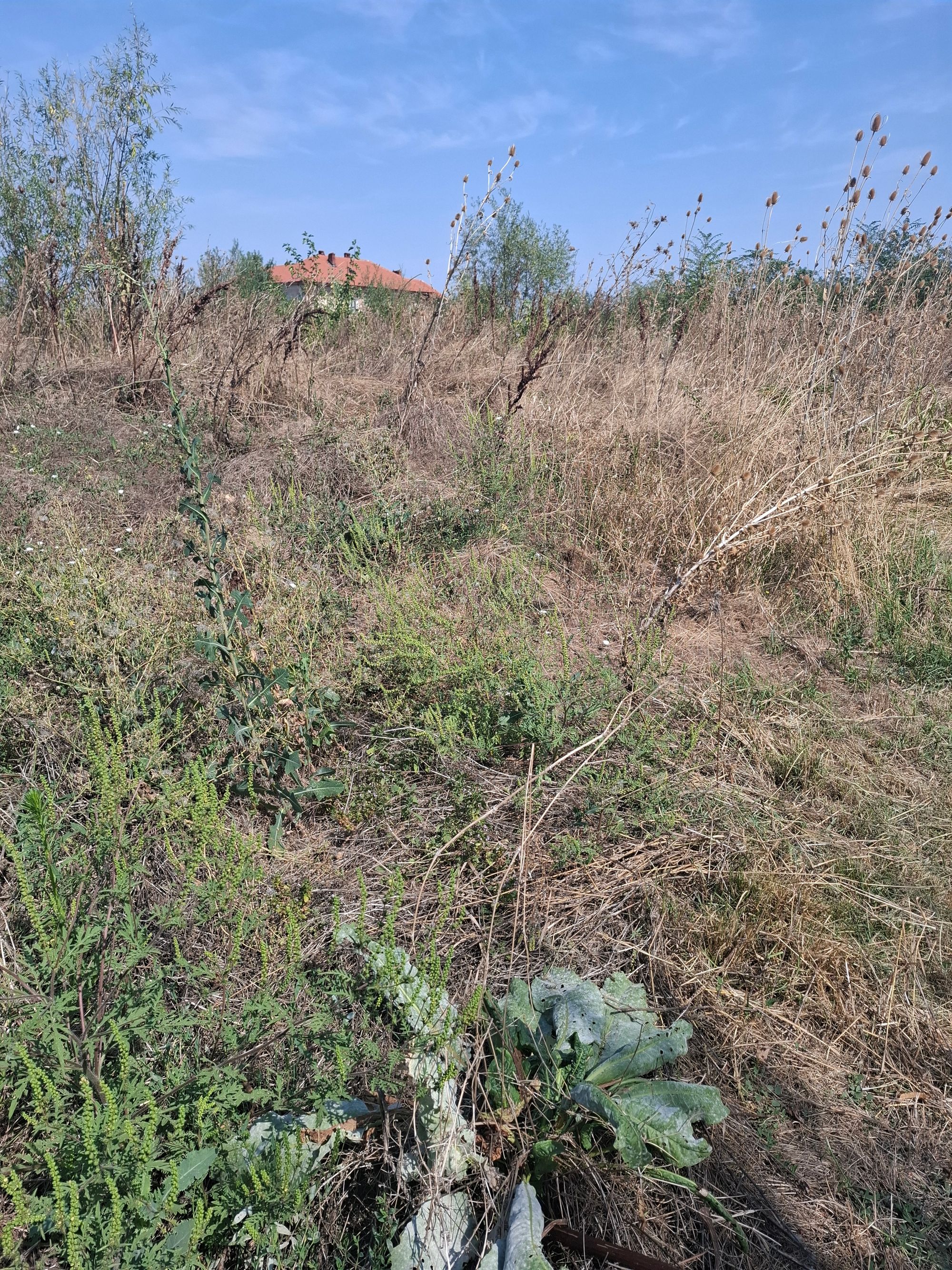 Ambrozie in Șoseaua Odăii 20, Otopeni, Oraş Otopeni, Județul Ilfov - 20250909_124402.jpg