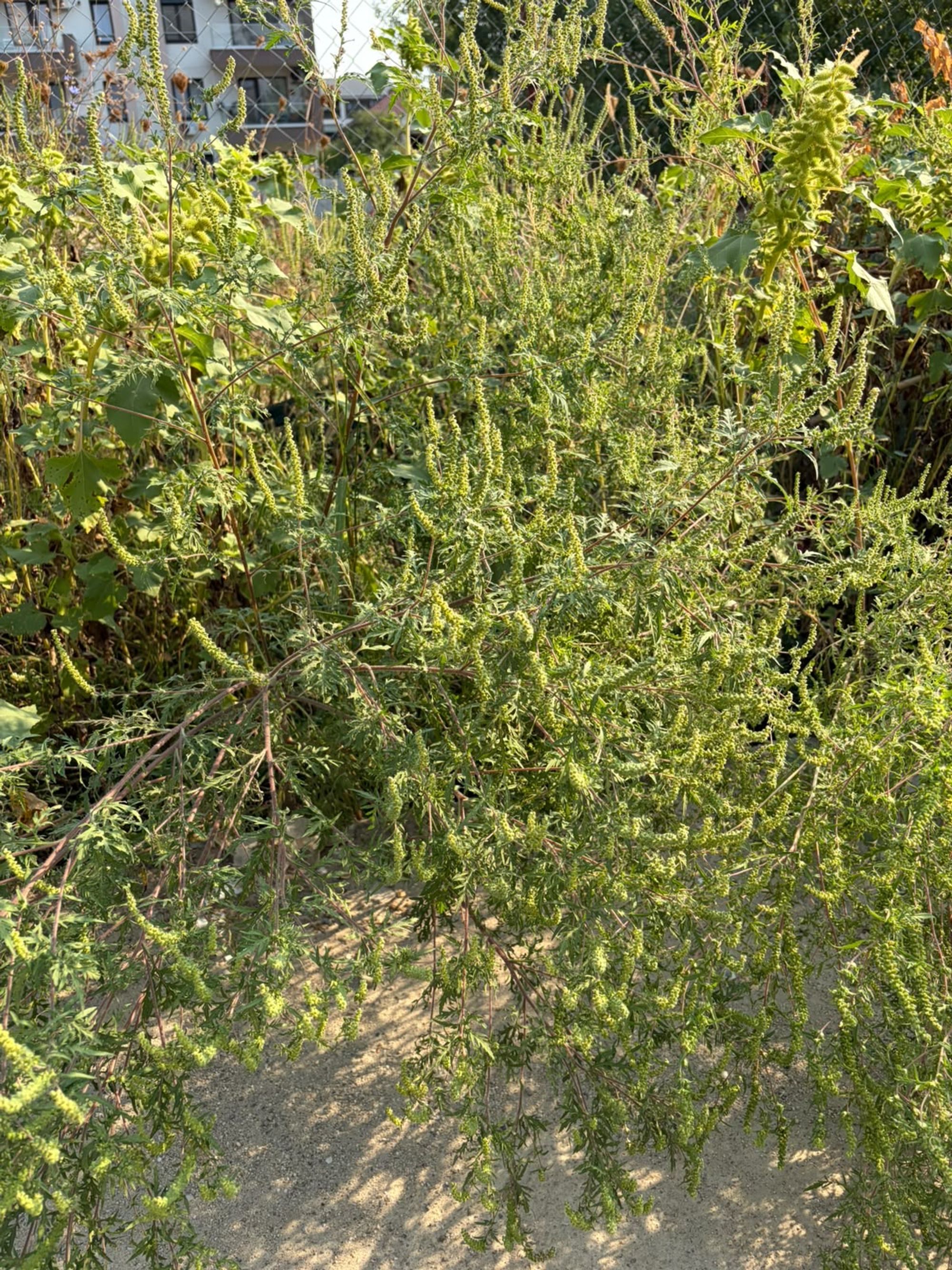 Ambrozie in Bd. Pipera 1d, Voluntari, Oraș Voluntari, Județul Ilfov - fea68759-09bd-4a2d-8995-d9e4ba08d50c.jpeg