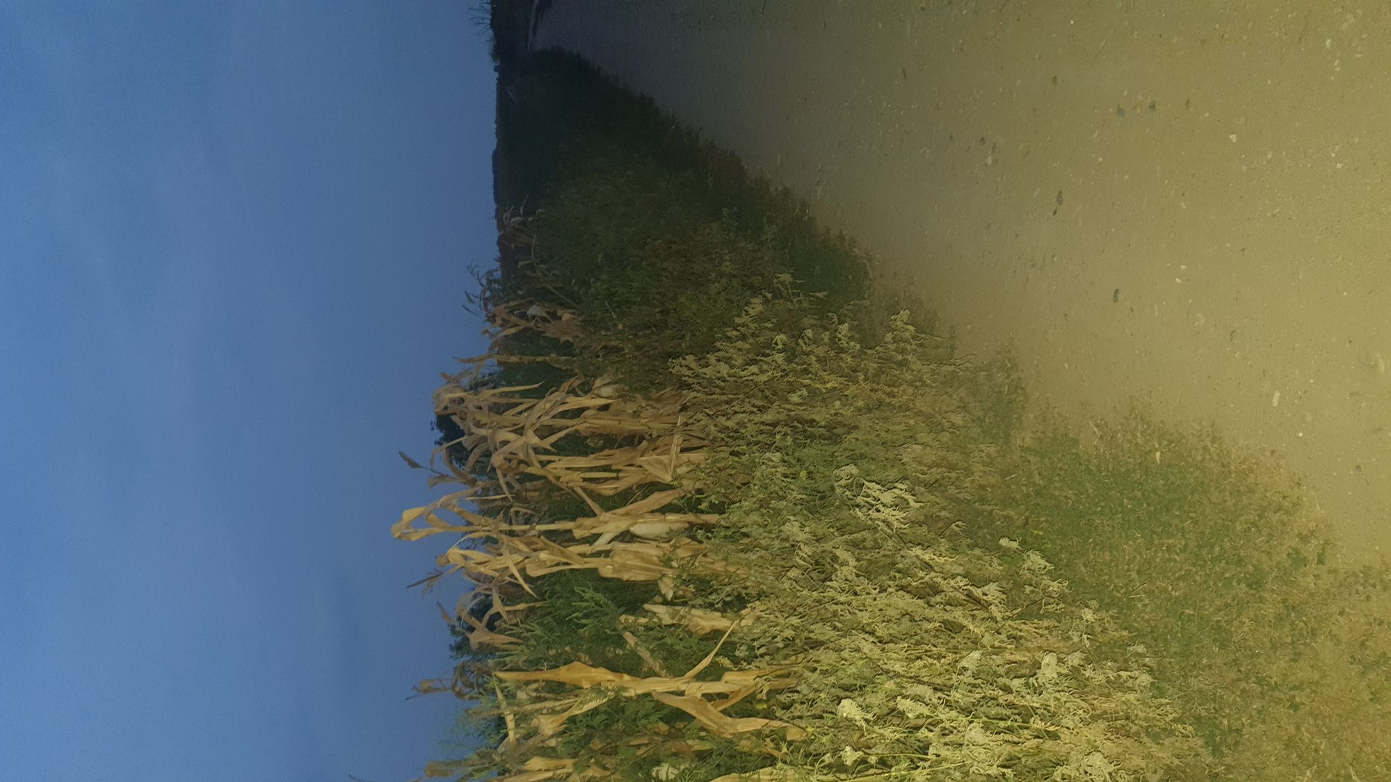 Ambrozie in Bolintin-Deal, Bolintin - Deal, Giurgiu County - 20230822_203638.jpg