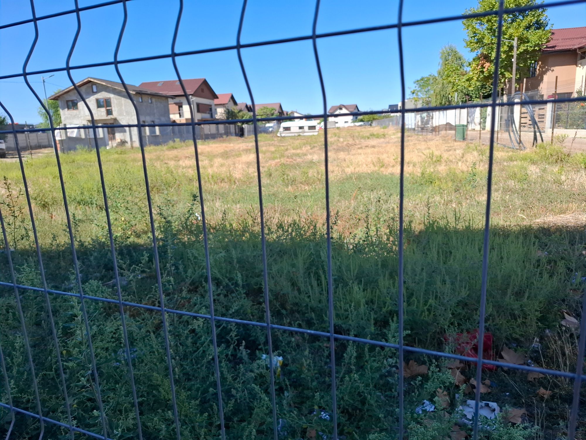 Ambrozie in Strada Orhideelor 39c, Dudu, Comuna Chiajna, Județul Ilfov - 20250919_120752.jpg