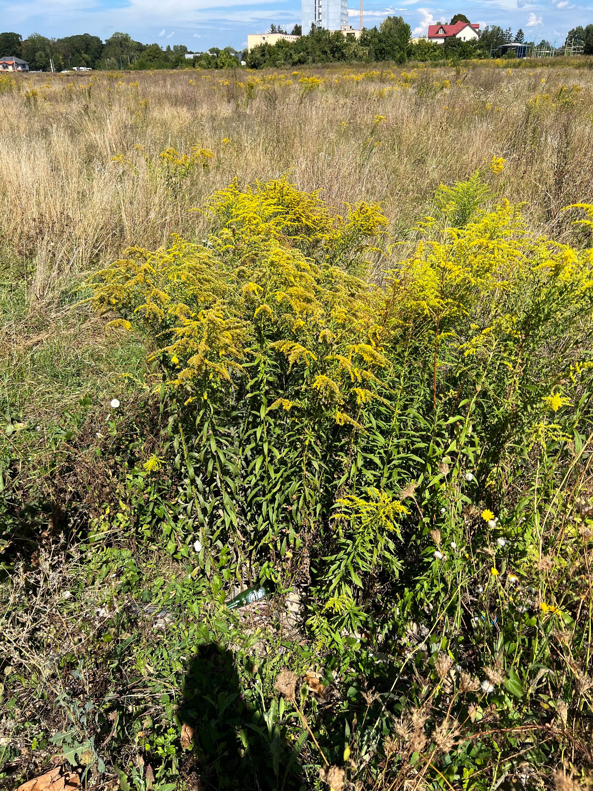 Ambrozie in Brașov, Municipiu Braşov, Județul Brașov - IMG_3646.jpg