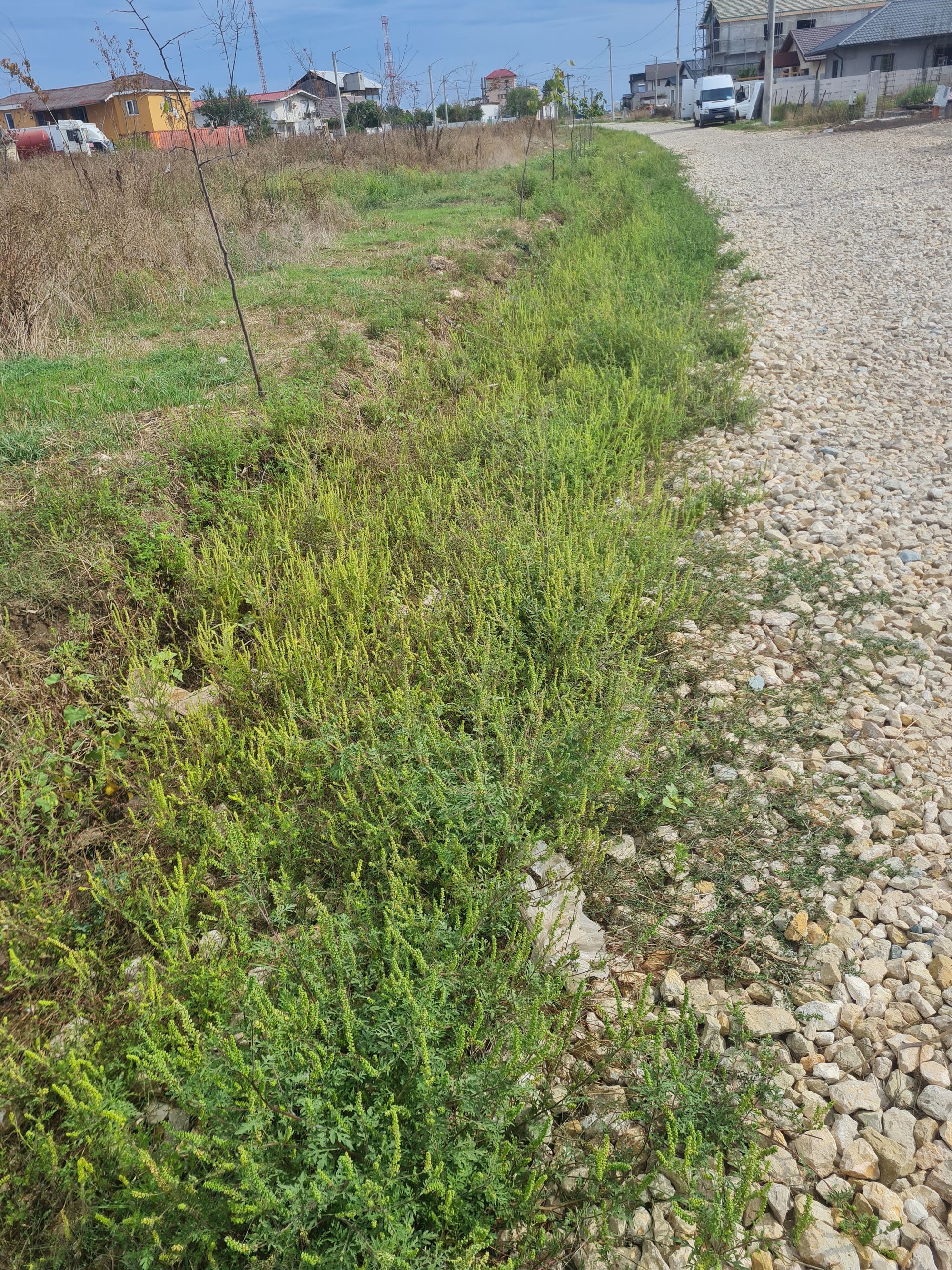 Ambrozie in Strada Orhideelor 17, Agigea, Comuna Agigea, Județul Constanța - 20250917_105937.jpg
