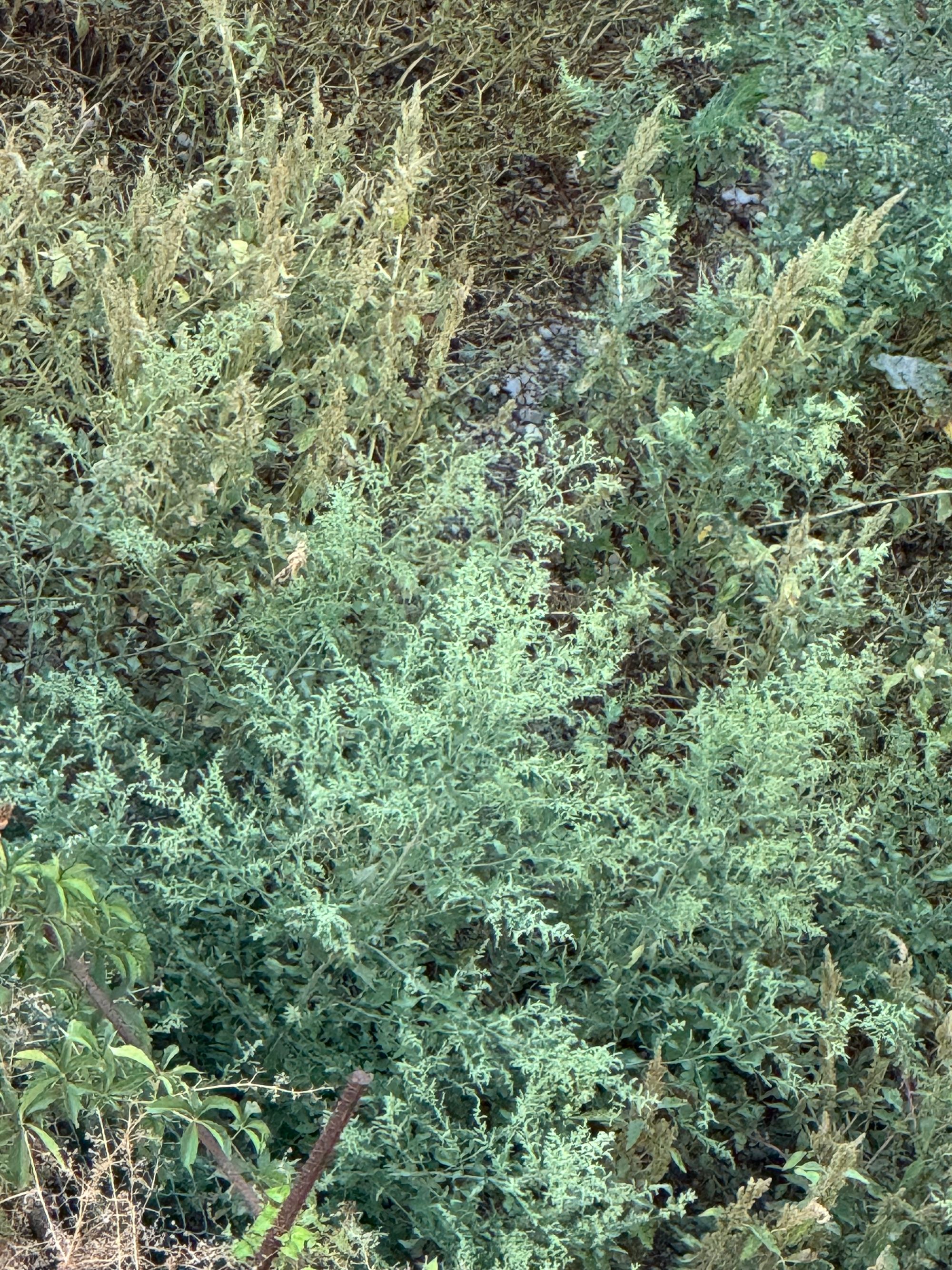 Ambrozie in Strada Trifești 2, București, Municipiul București - IMG_0858.jpeg