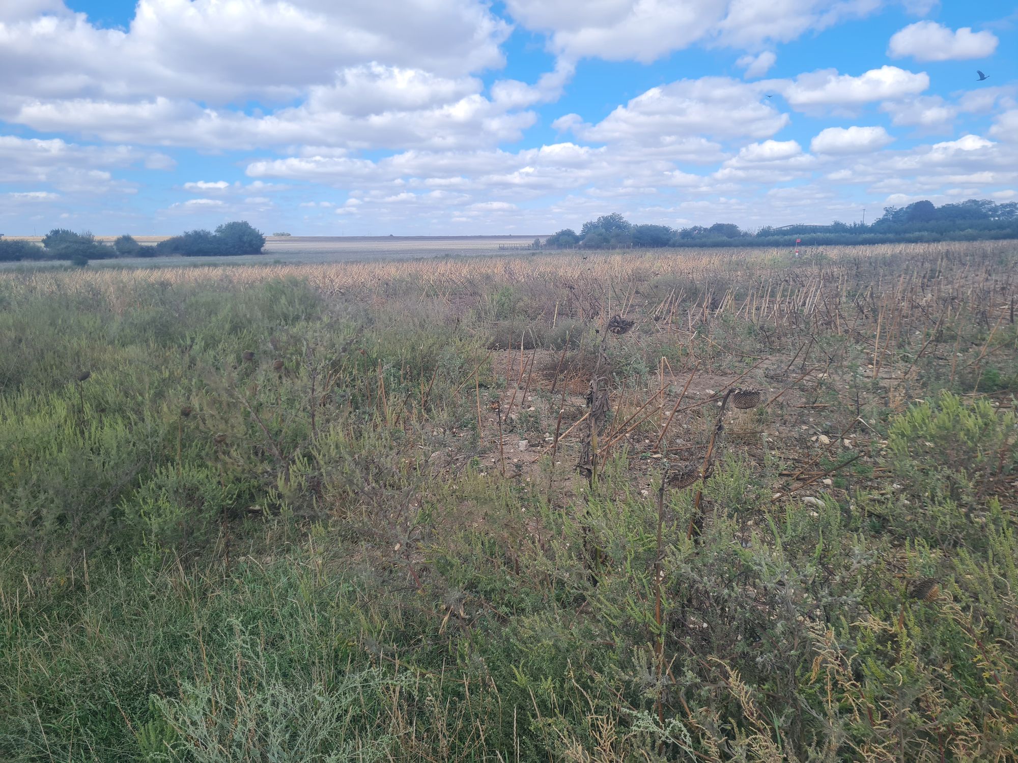 Ambrozie in Constanța, Municipiul Constanța, Județul Constanța - 20250922_113051.jpg