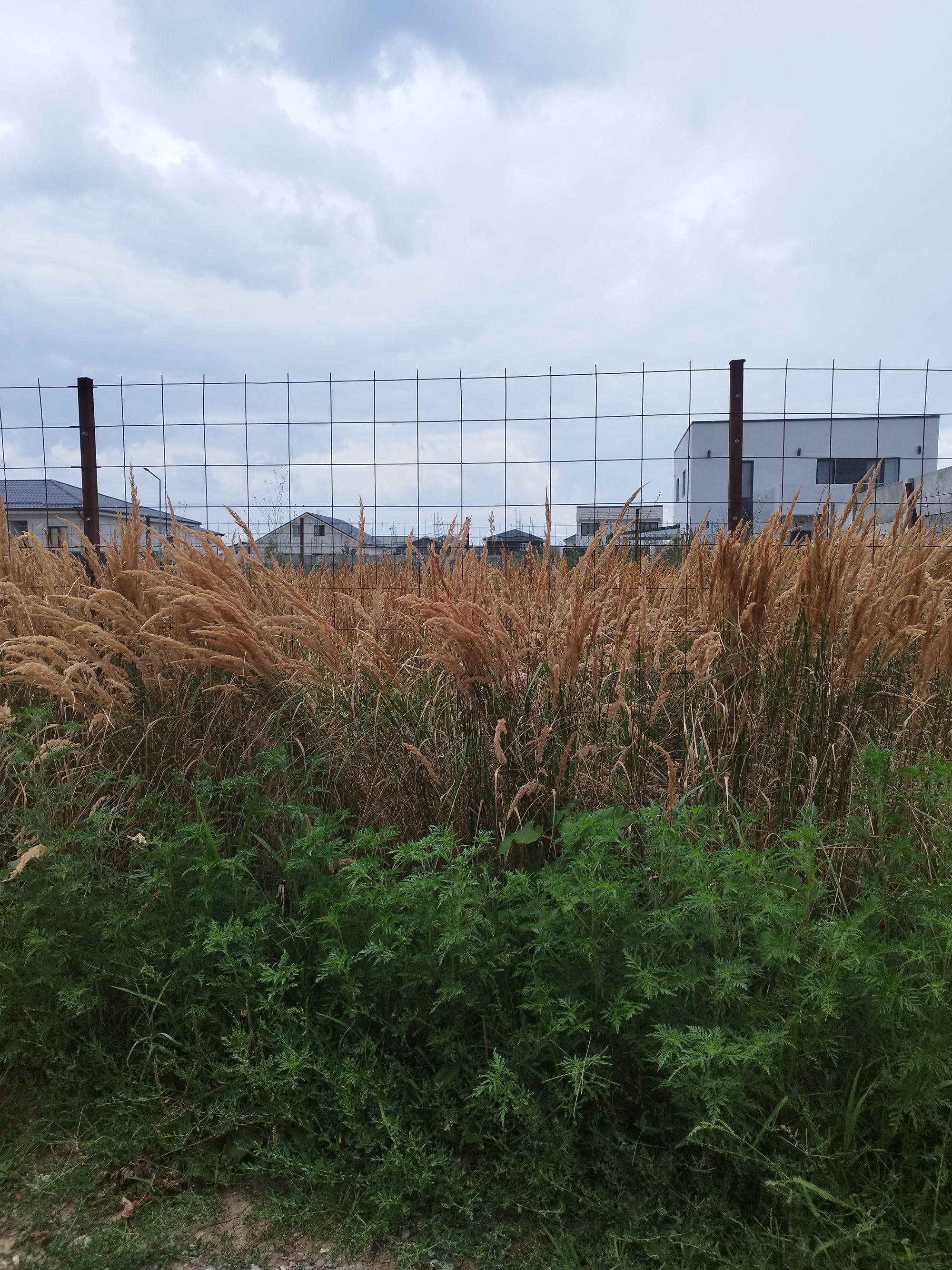 Ambrozie in Drumul Gării 185, Pantelimon, Oraş Pantelimon, Județul Ilfov - IMG_20230720_183052.jpg