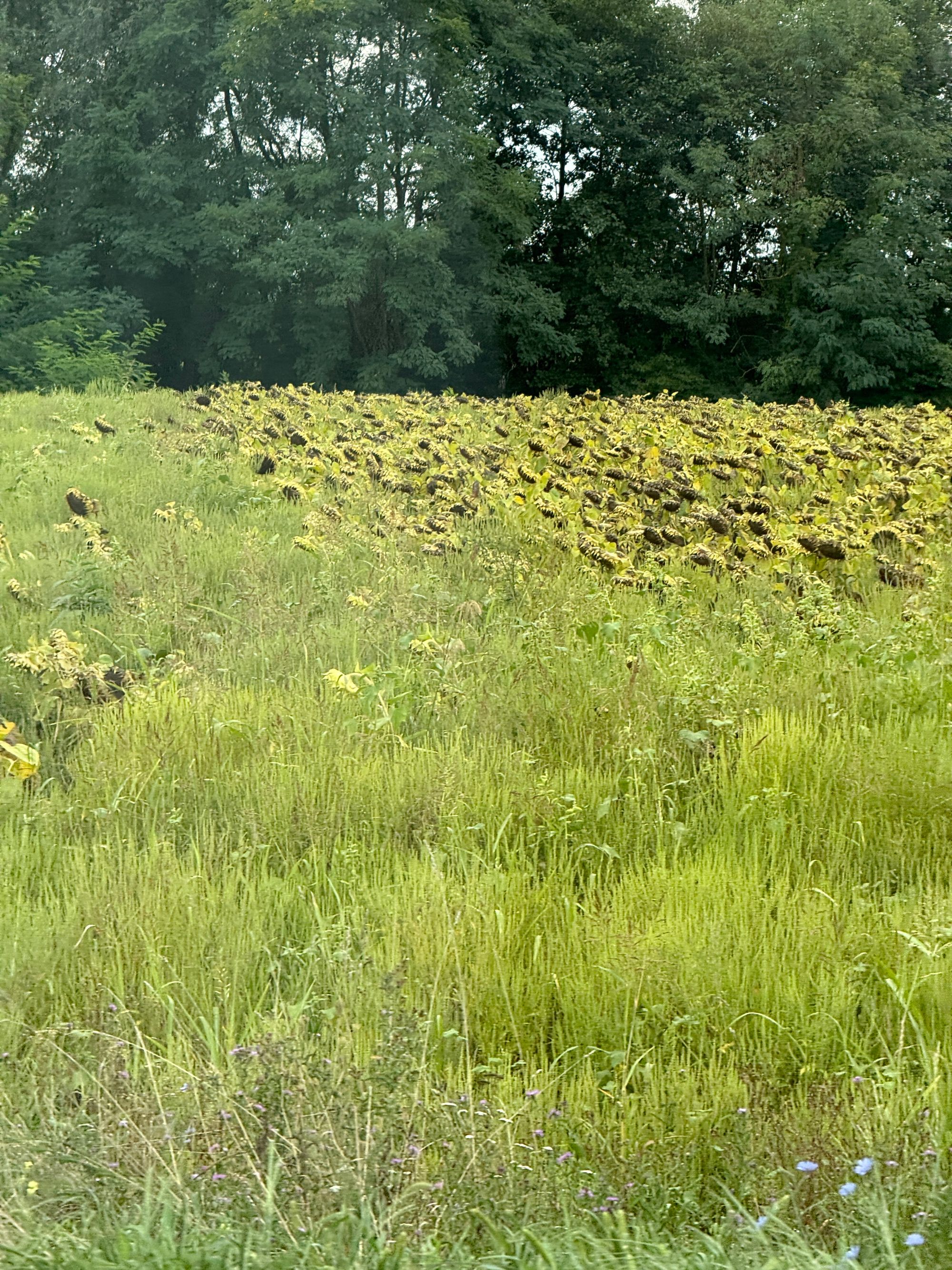 Ambrozie in Margina, Comuna Margina, Județul Timiș - IMG_3681.JPG