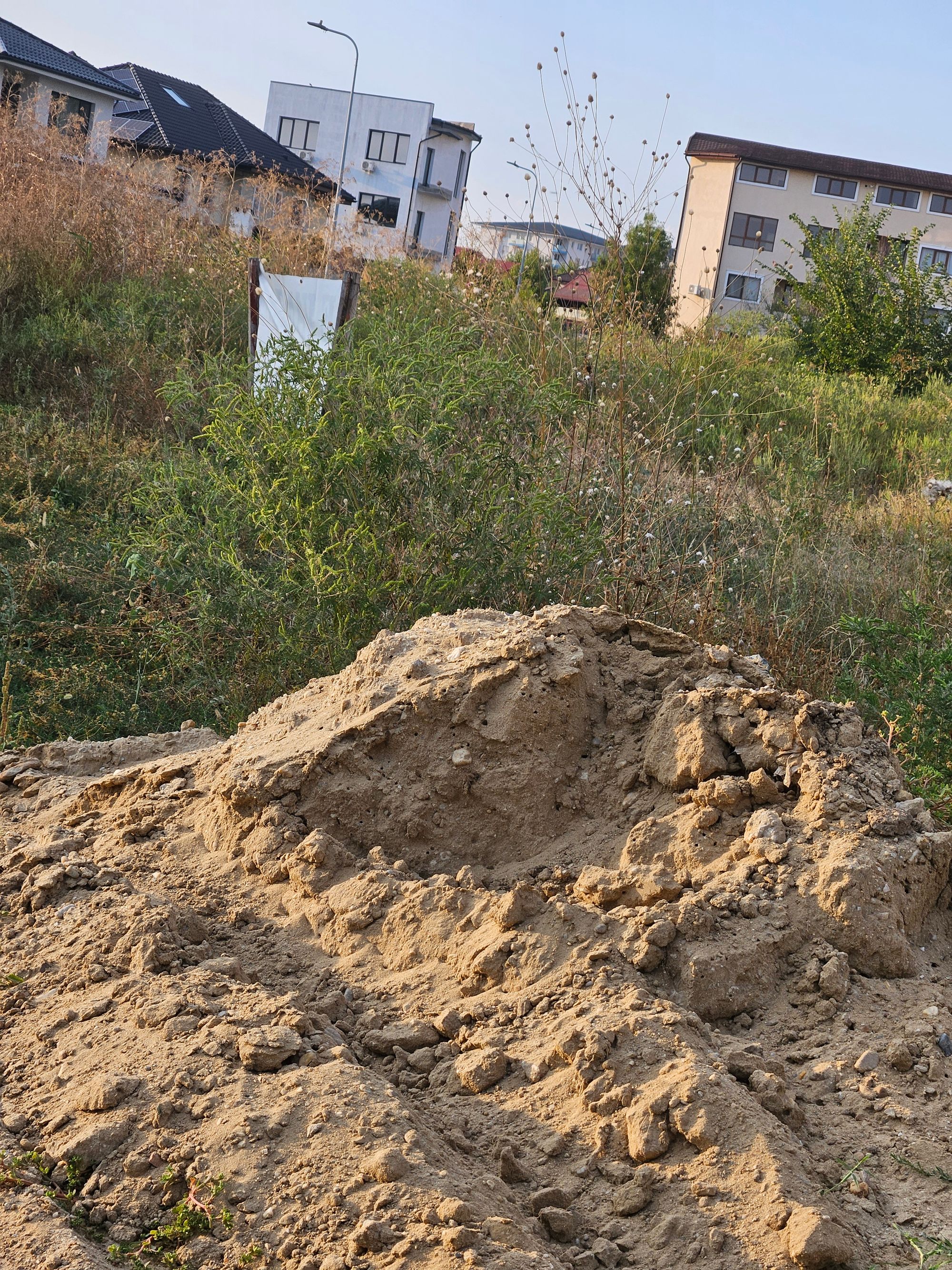 Ambrozie in Strada Olimp 17, Olimp, Oraș Pantelimon, Județul Ilfov - inbound3982755023367654531.jpg