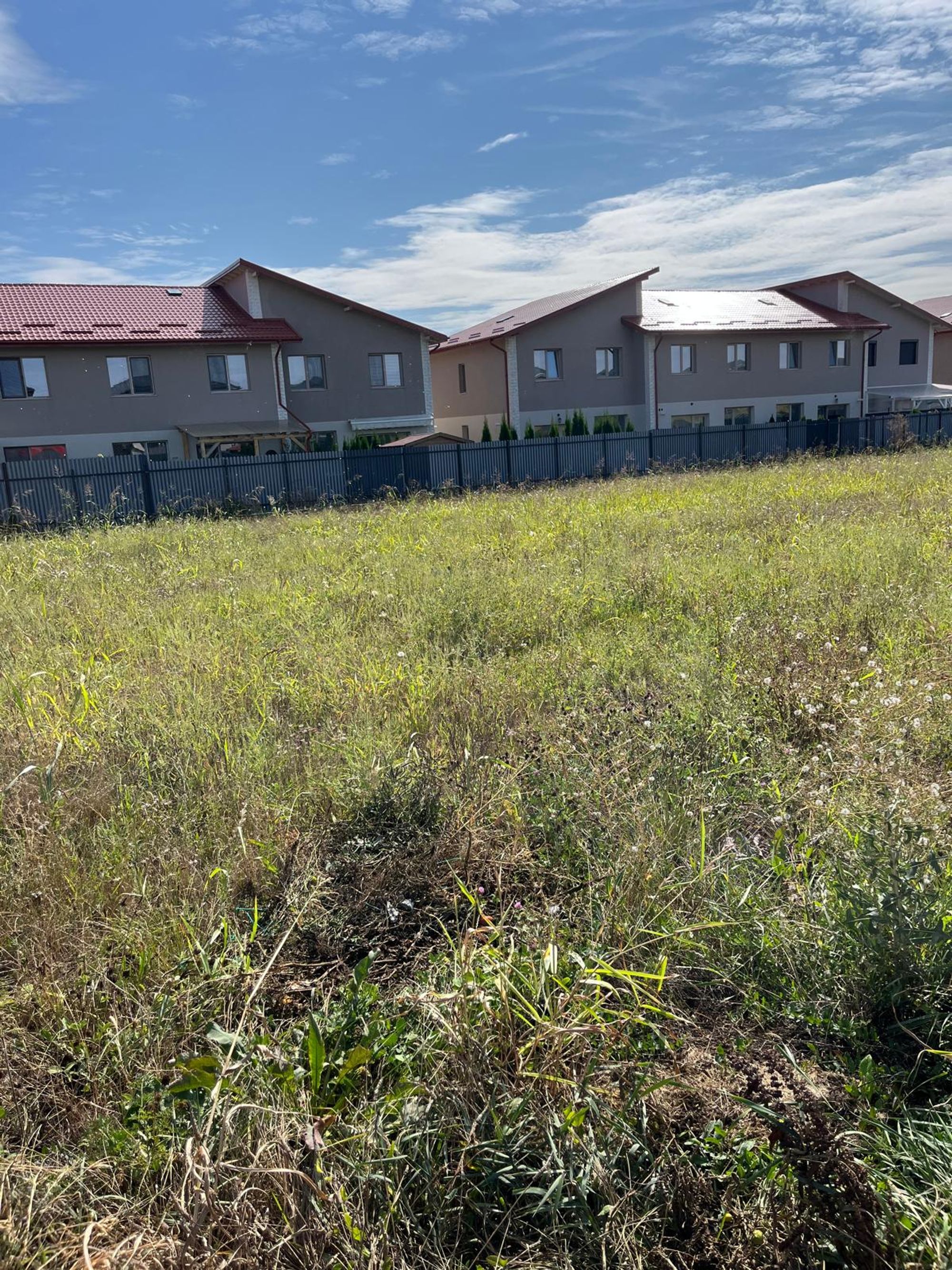 Ambrozie in Fundac Mihail Sadoveanu 6, Valea Lupului, Comuna Valea Lupului, Județul Iași - IMG-20250913-WA0000.jpg