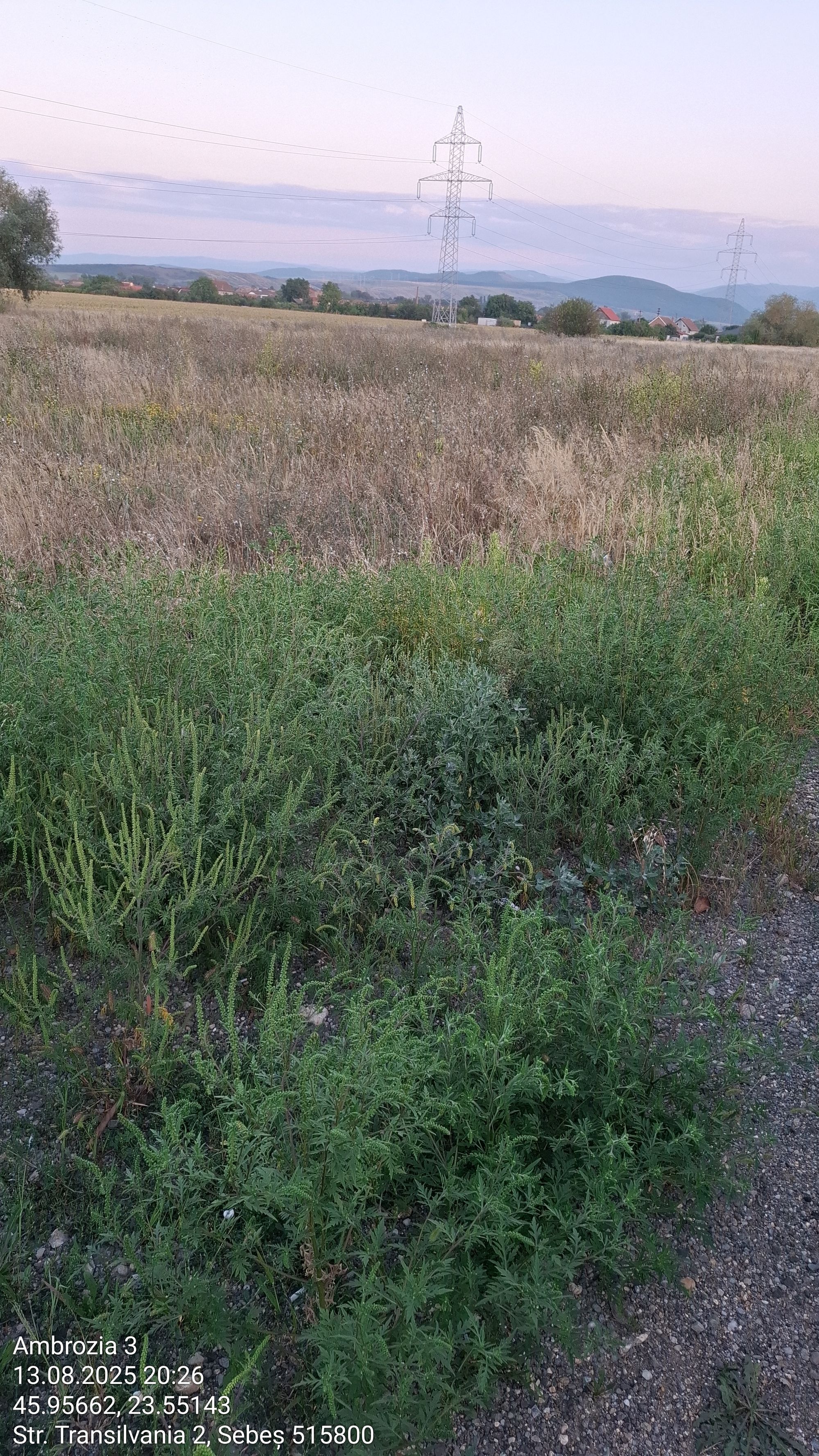 Ambrozie in Str. Transilvania 2, Sebeș, Municipiu Sebeş, Județul Alba - Ambrozia 3_13082025_202641.jpg