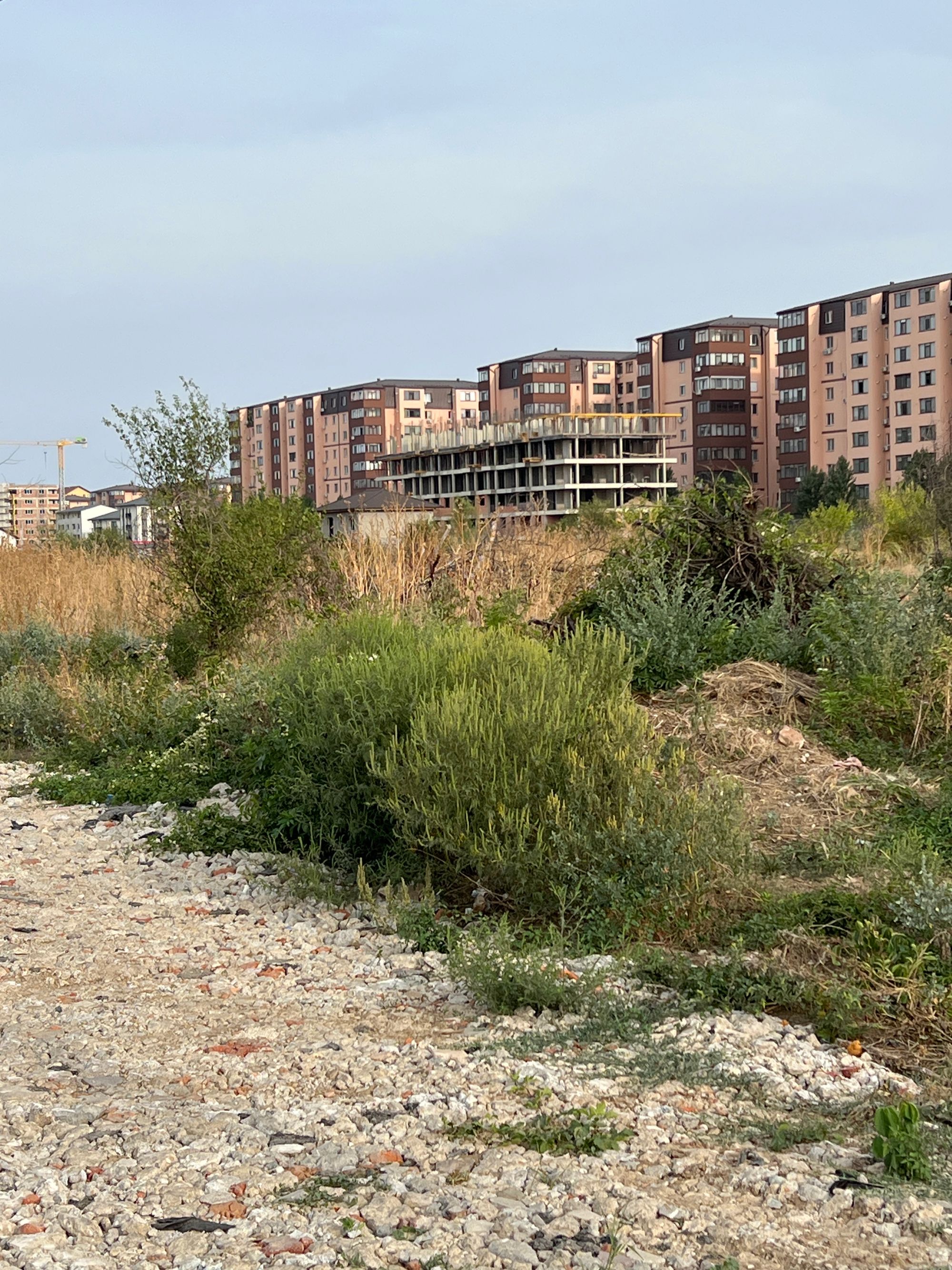 Ambrozie in Strada Stelelor 22, Comuna Chiajna, Județul Ilfov - image.jpg