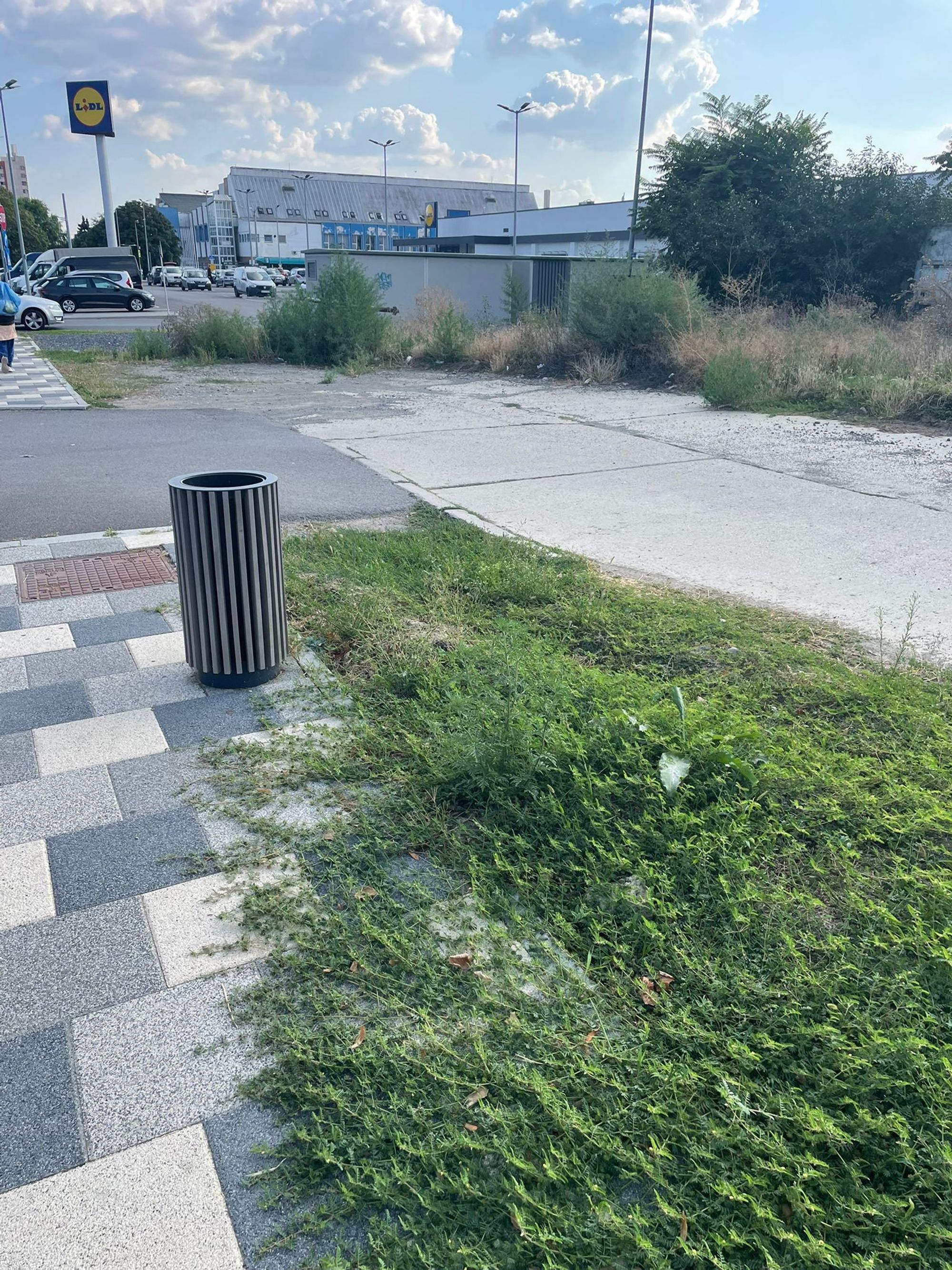 Ambrozie in Bulevardul George Coșbuc 388, Galați, Municipiu Galaţi, Județul Galați - inbound9218926214572240837.jpg