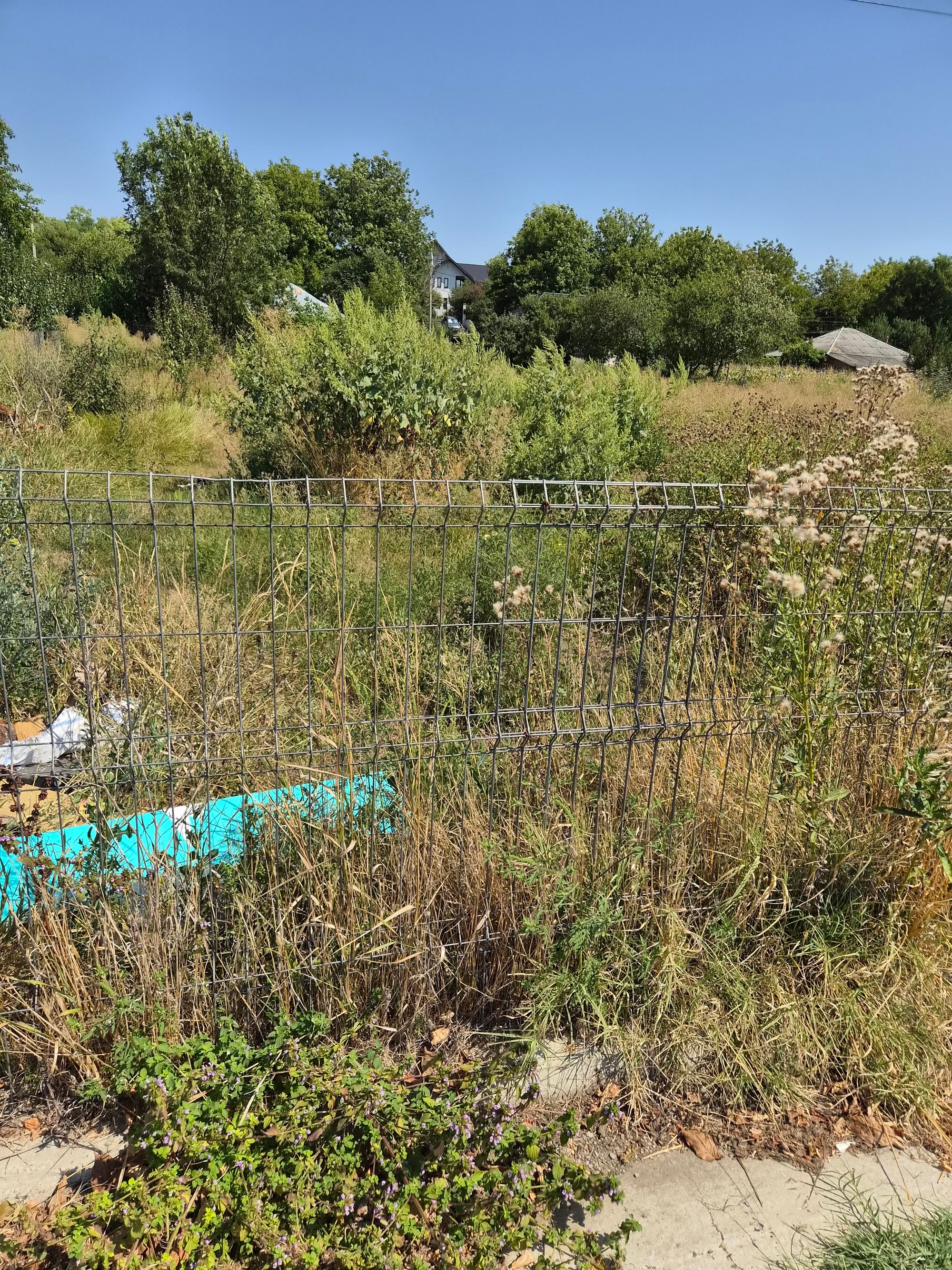 Ambrozie in DN15D 16, Mărășeni, Comuna Ștefan Cel Mare, Județul Vaslui