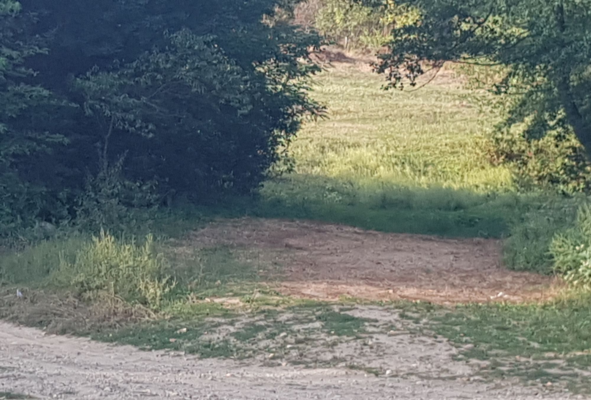 Ambrozie in Băluţoaia, Comuna Frâncești, Județul Vâlcea - 20250907_201359.jpg